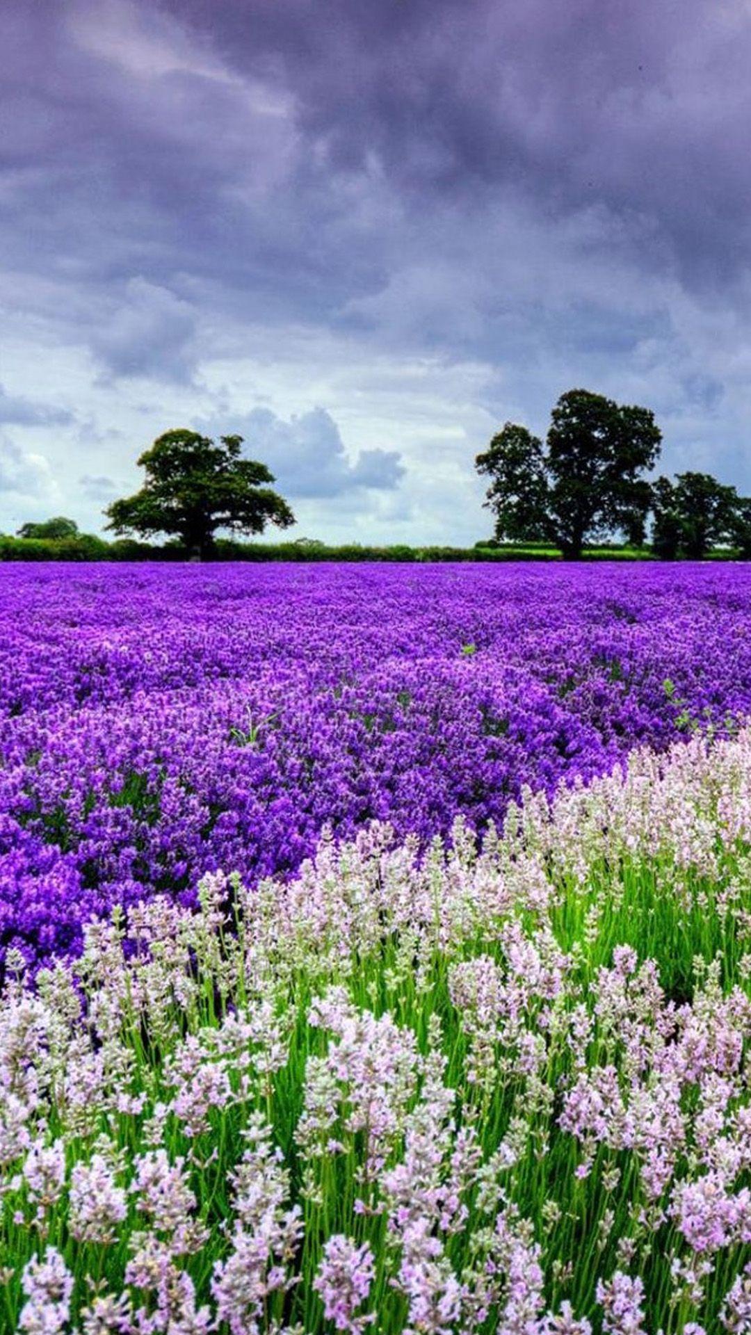 1080x1920 Flower Garden Wallpaper For Phone HD Wallpaper