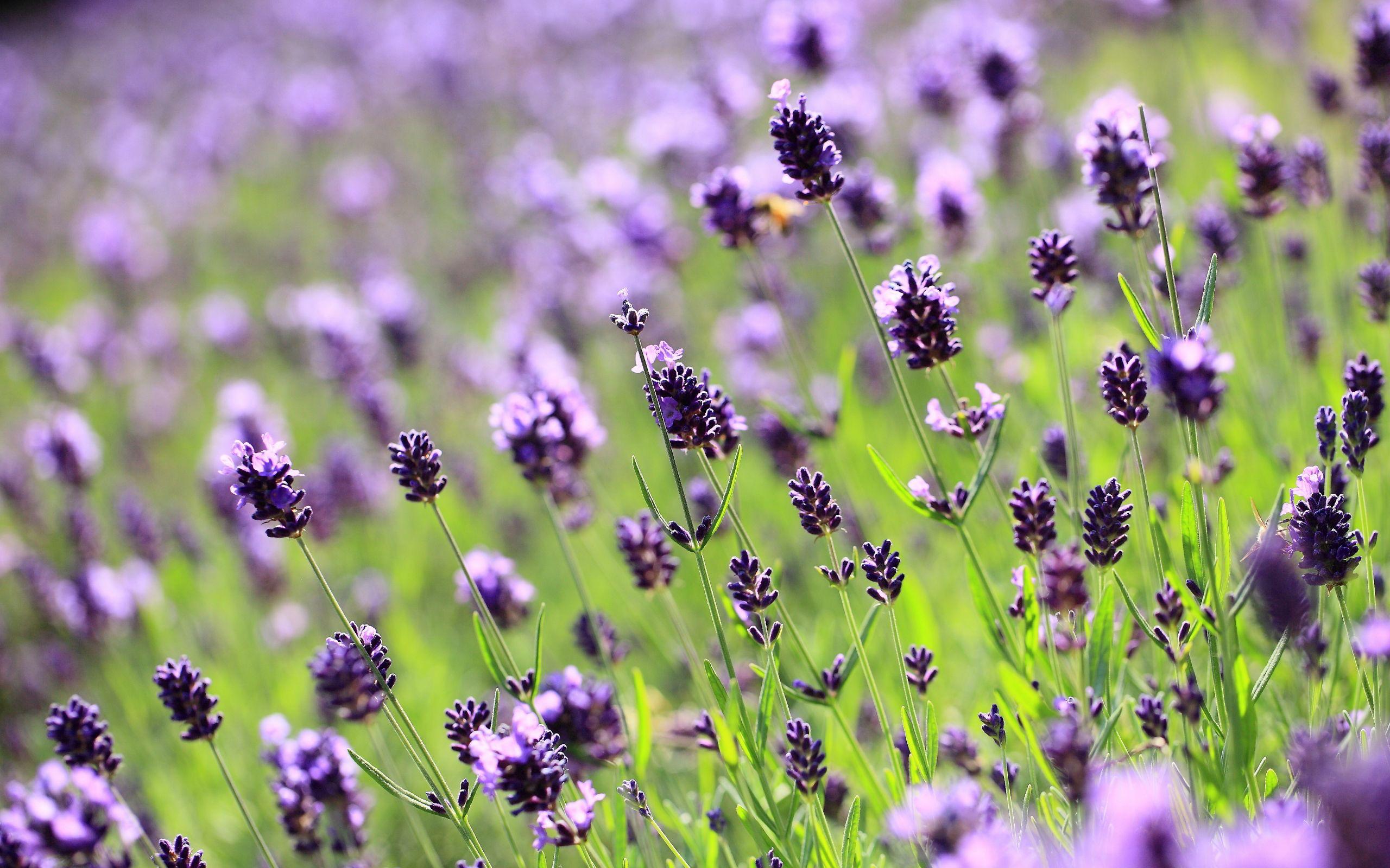 2560x1600 Lilac lavender field