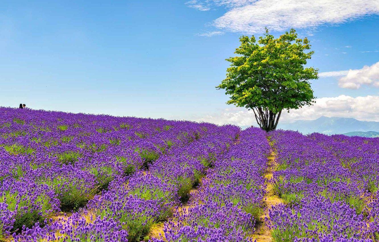 Lavender Garden Wallpapers Top Free Lavender Garden Backgrounds