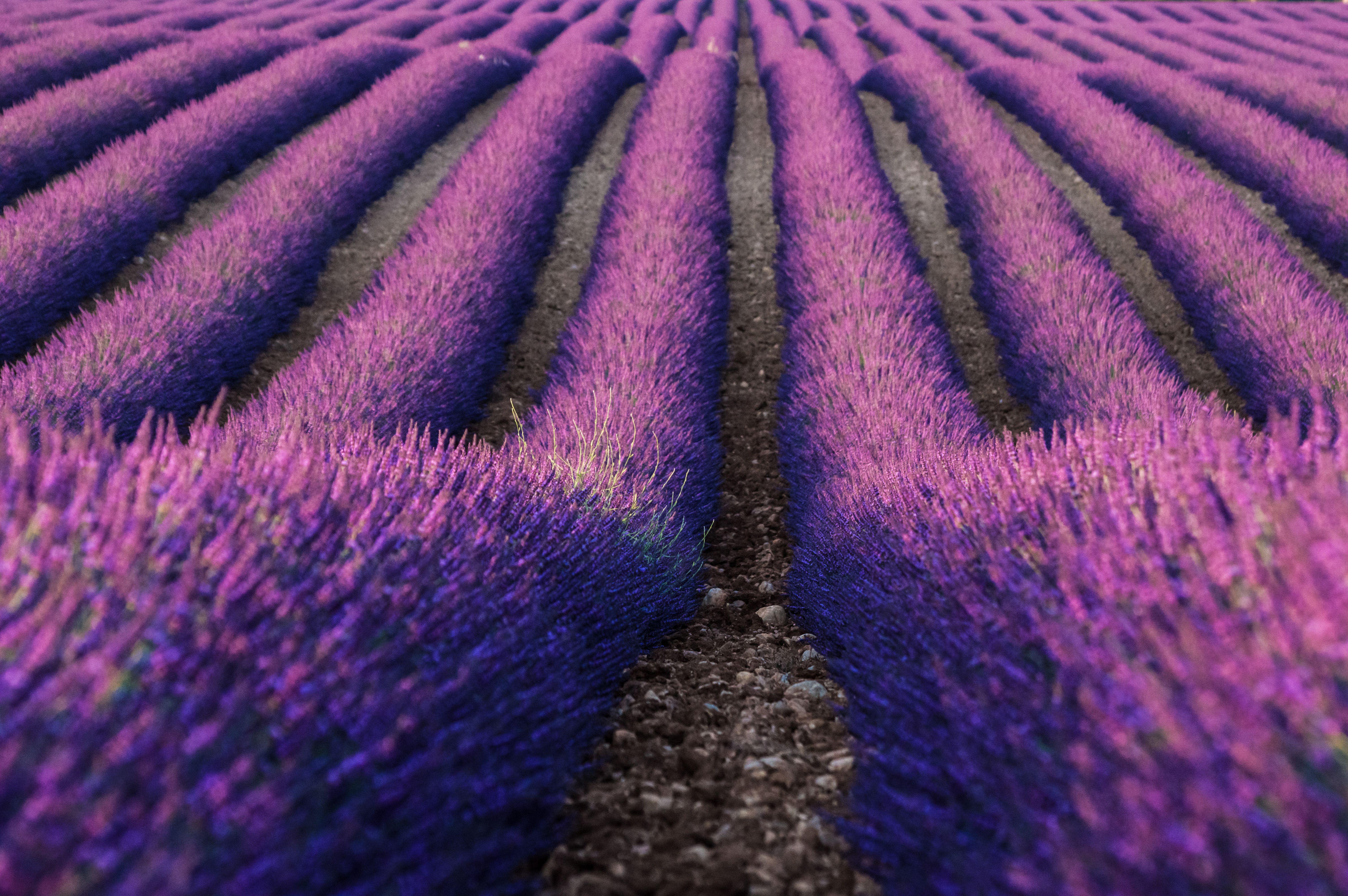 6016x4000 Wallpaper 4k Lavender Farm 4k Lavender Farm 4k wallpaper