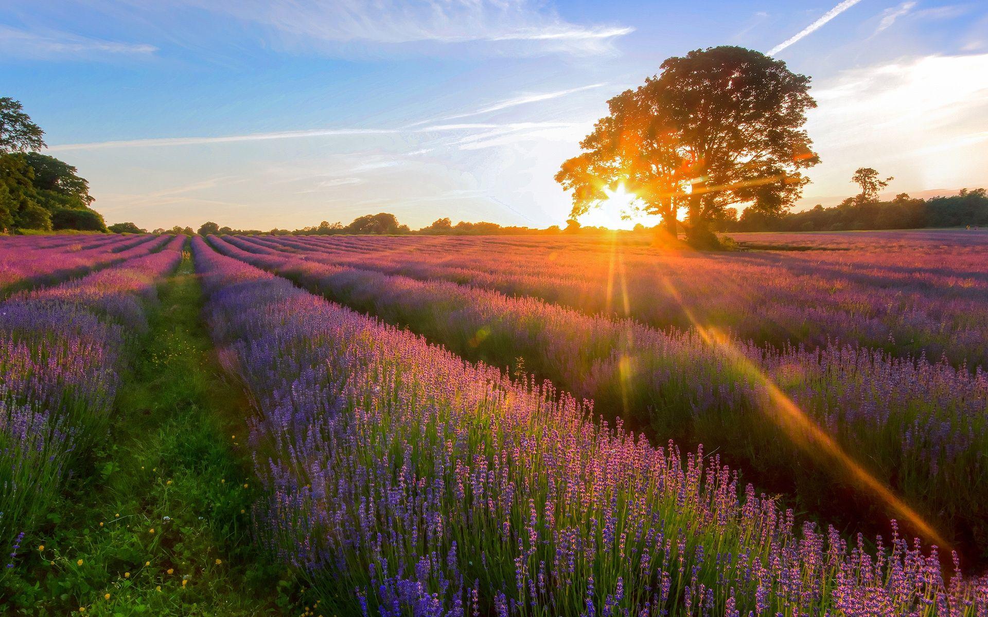 1920x1200 Wallpaper Lavender Garden of the sunset 1920x1200 HD Picture, Image