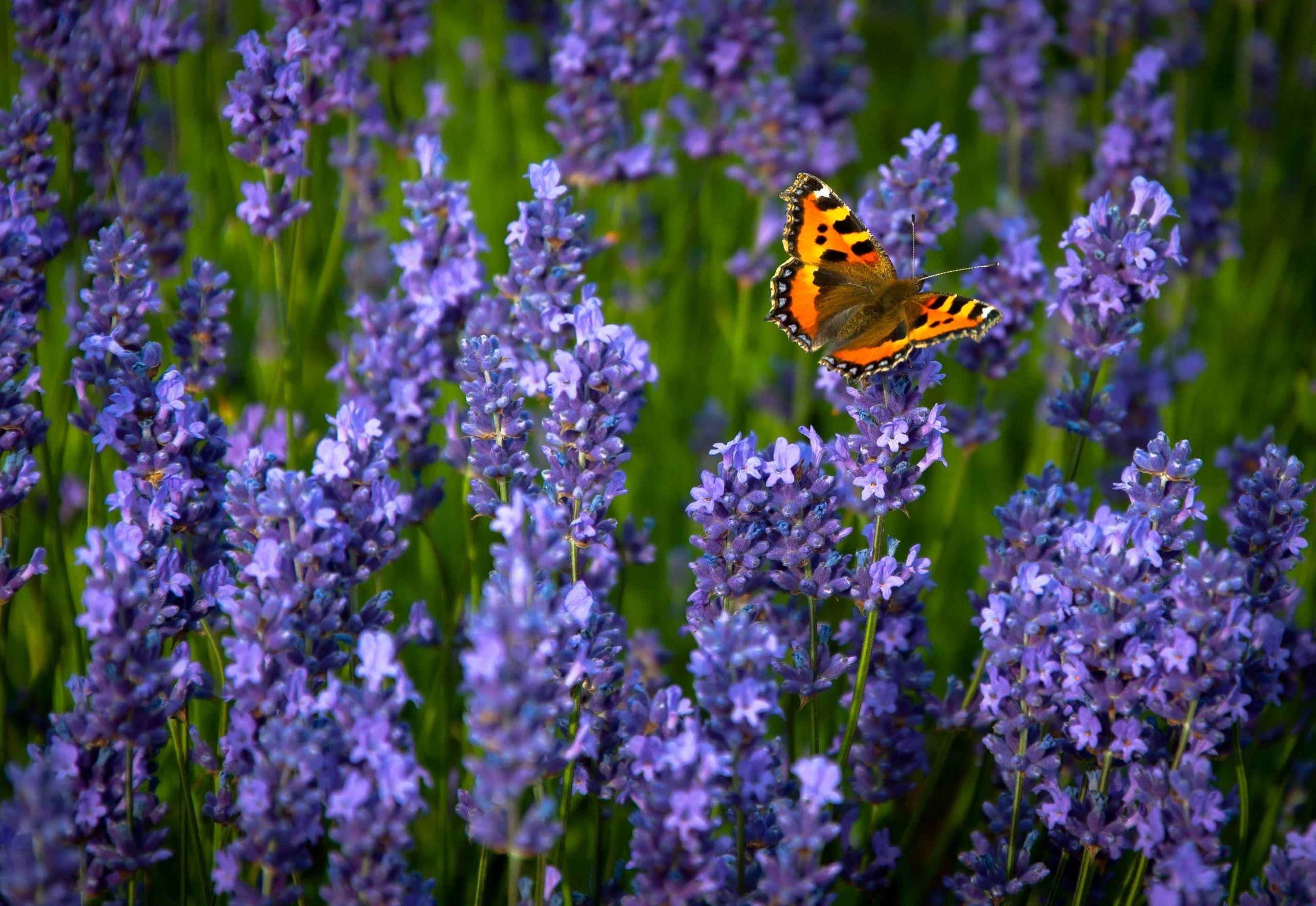 2560x1763 Phone Wallpaper Lavender