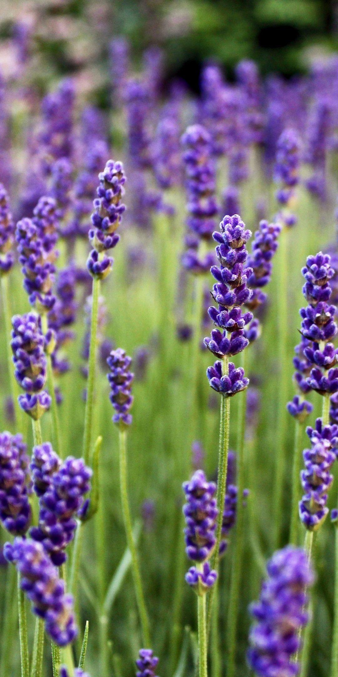 1080x2160 Lavender, flowers, farm, flora, nature, 1080x2160 wallpaper. Pretty background, Flowers, Lavender flowers