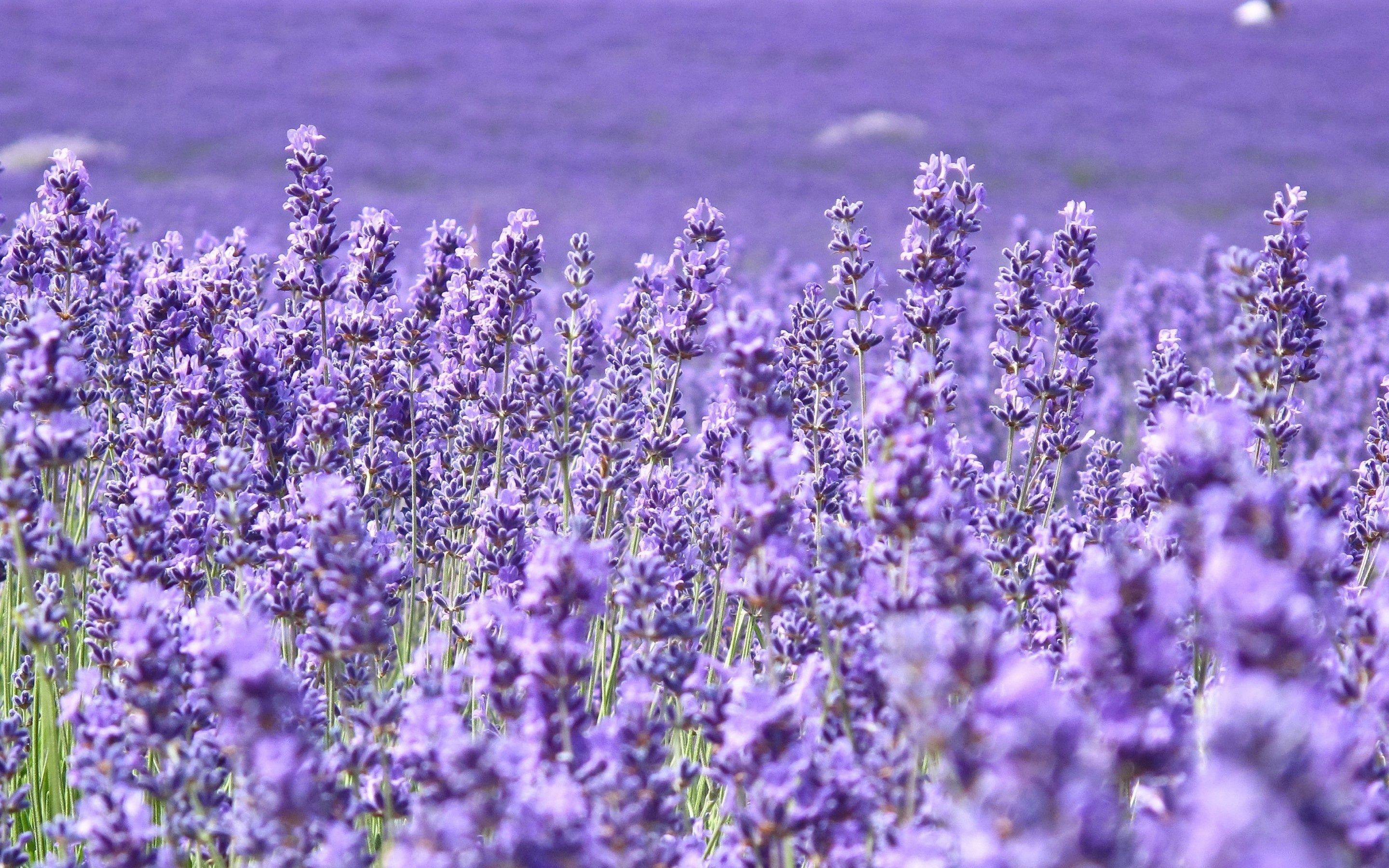 2880x1800 Purple Field Of Flowers Wallpaper