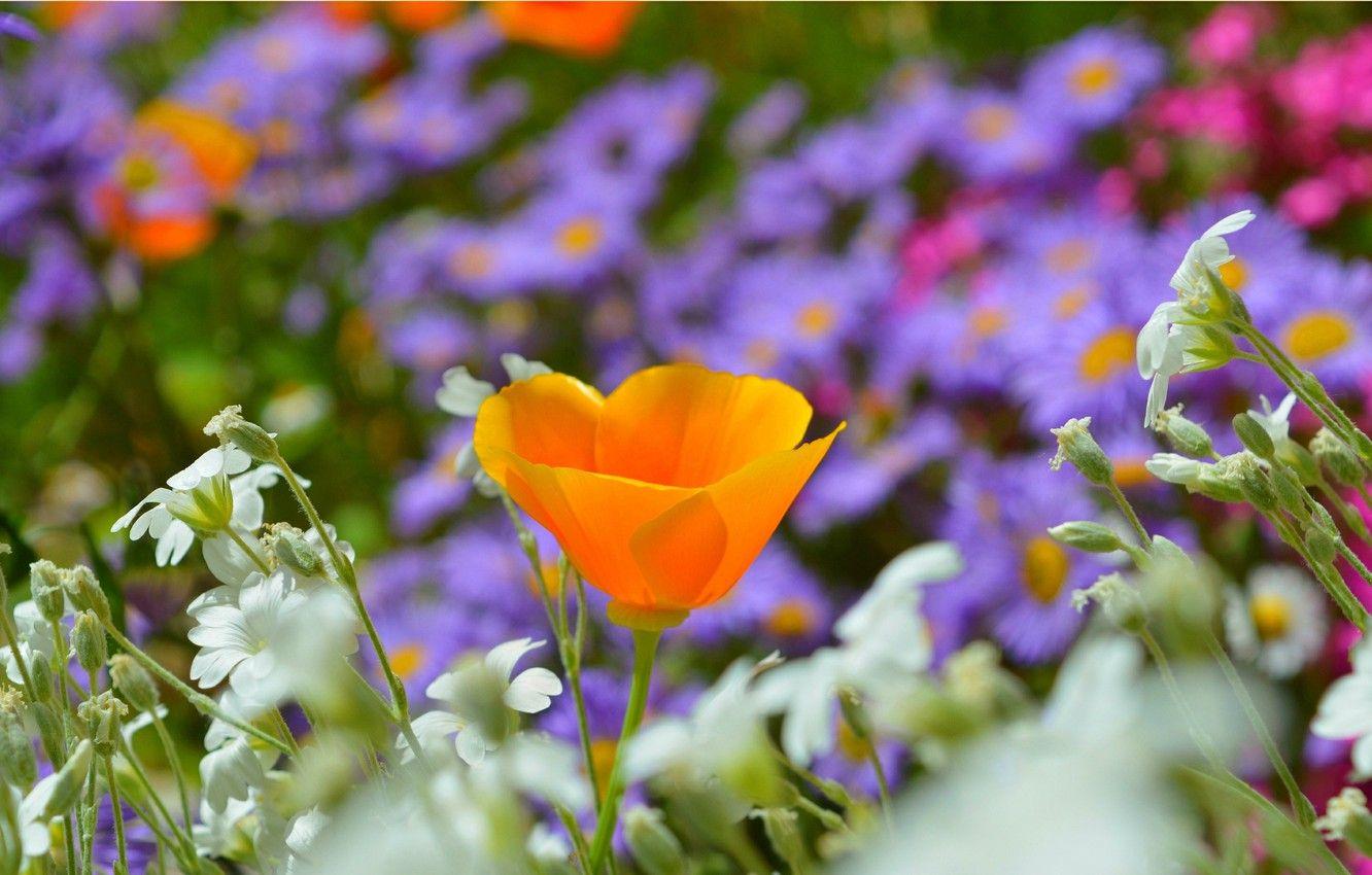1332x850 Wallpaper Spring, Spring, Escholzia, California poppy image for desktop, section цветы