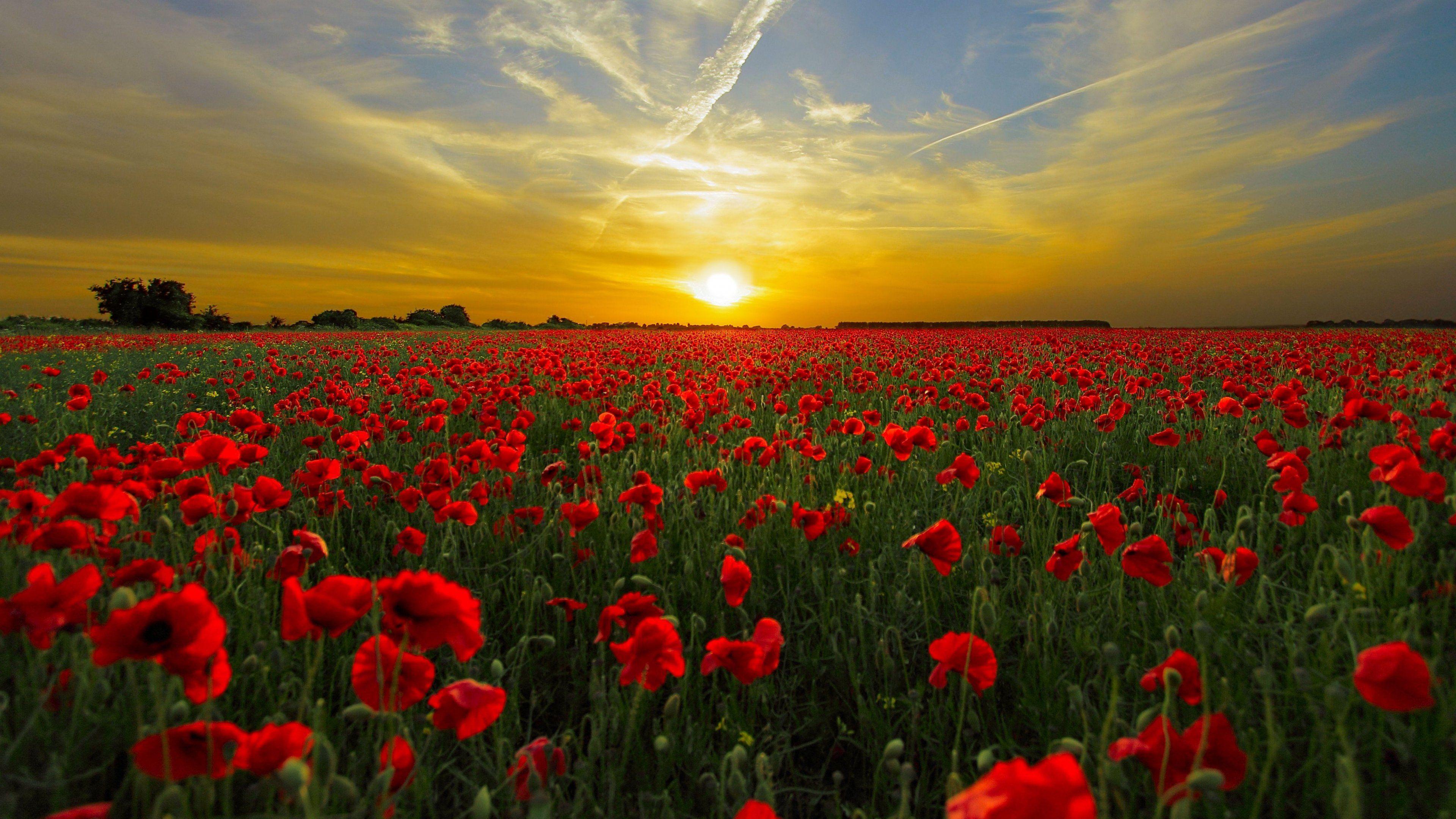 Poppy Field Wallpapers Top Free Poppy Field Backgrounds Wallpaperaccess