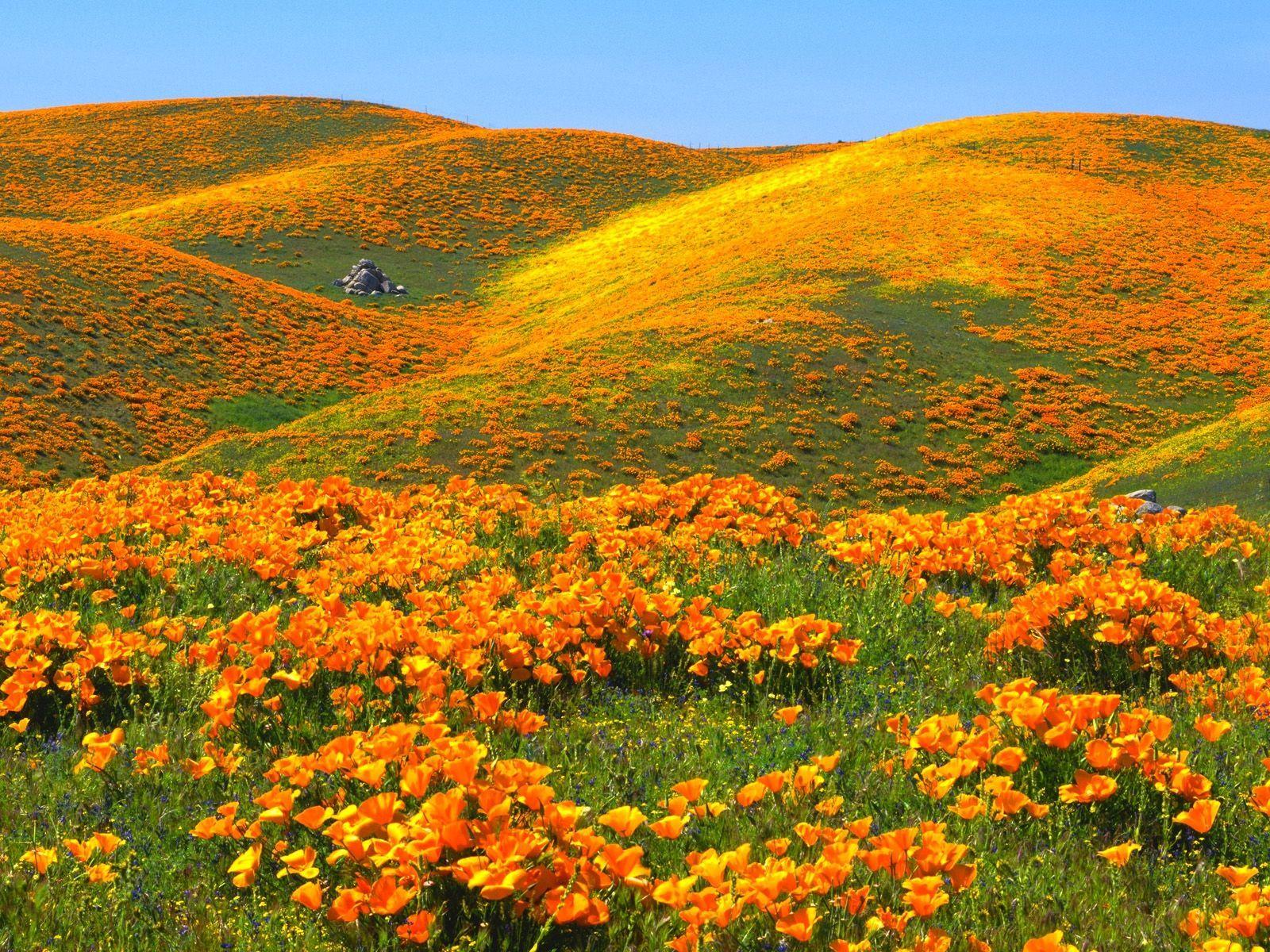 1600x1200 20249_landscape_orange_flowers. California poppy, Flower field, Wild flowers