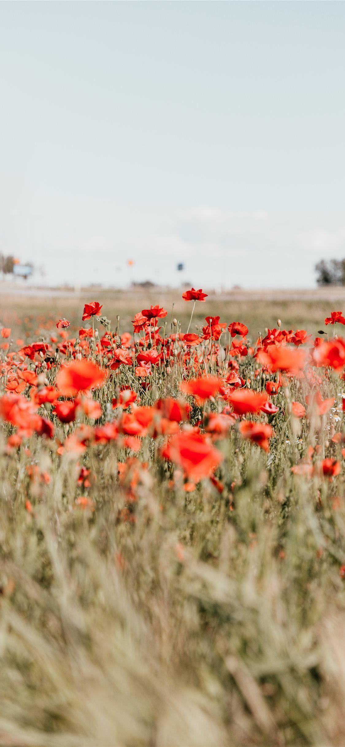 1125x2436 Through The Poppy Field #nature #field #poppy #flower #iPhone11Wallpaper. Field wallpaper, Flower background iphone, Poppy field