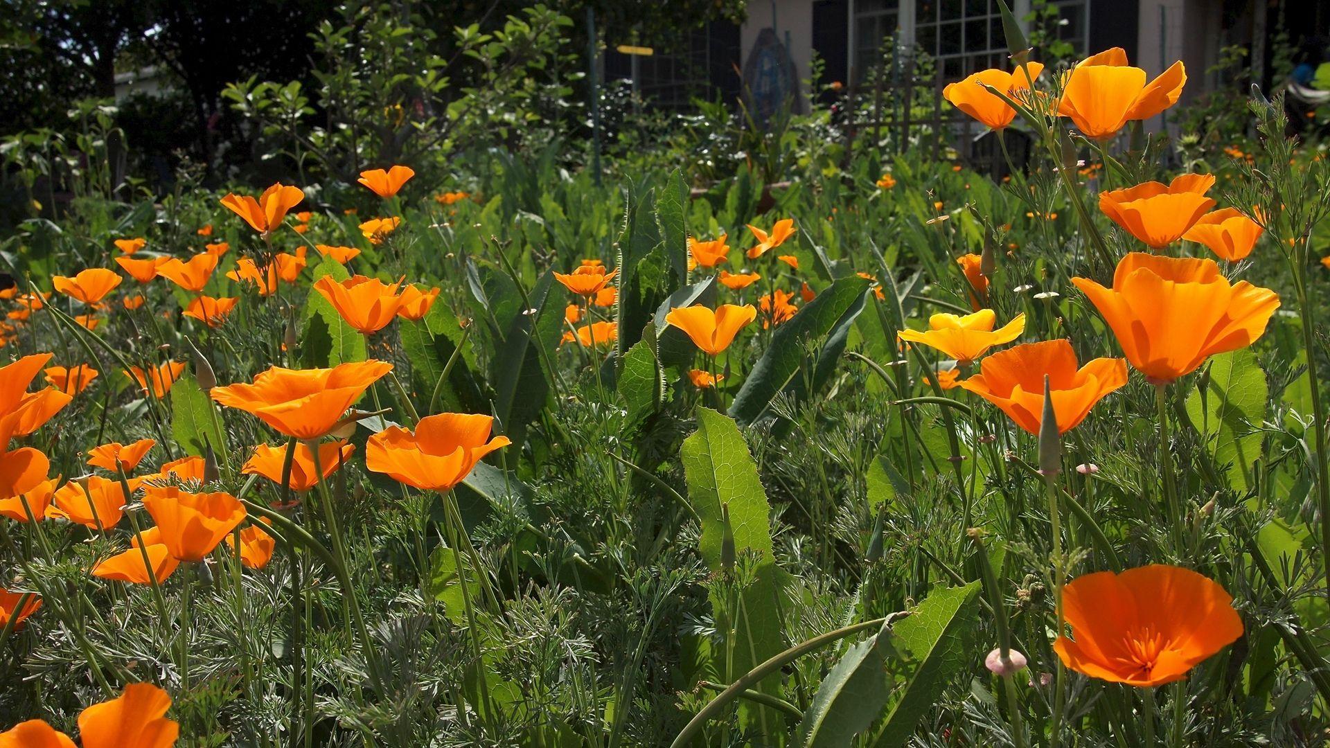 1920x1080 California Poppy Flower Wallpaper .