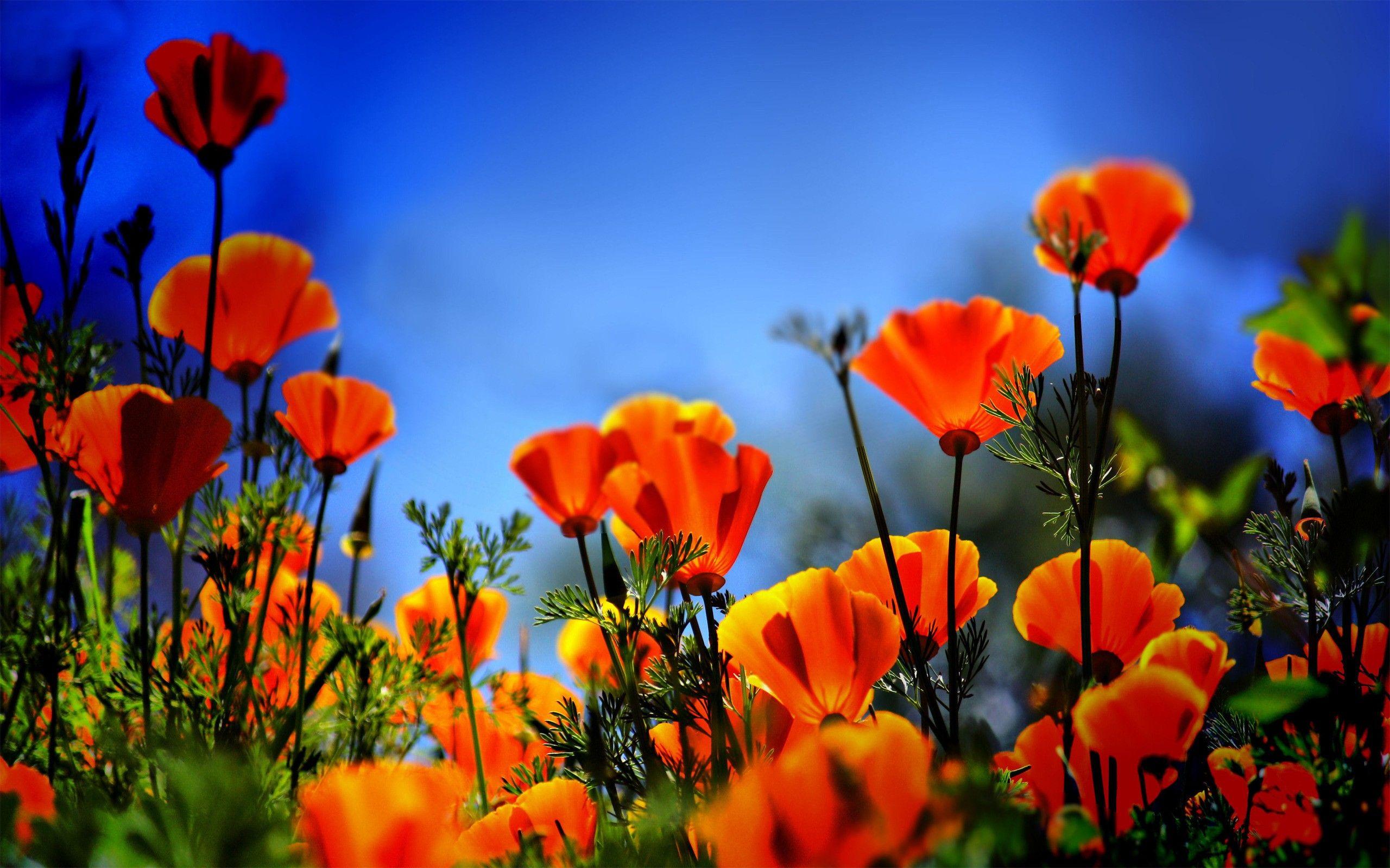 2560x1600 Poppy Field Wallpaper