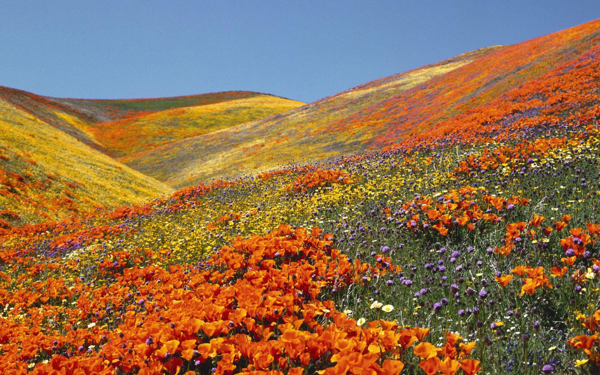 1920x1200 California Poppy Field HD wallpaper « HD Wallpaper
