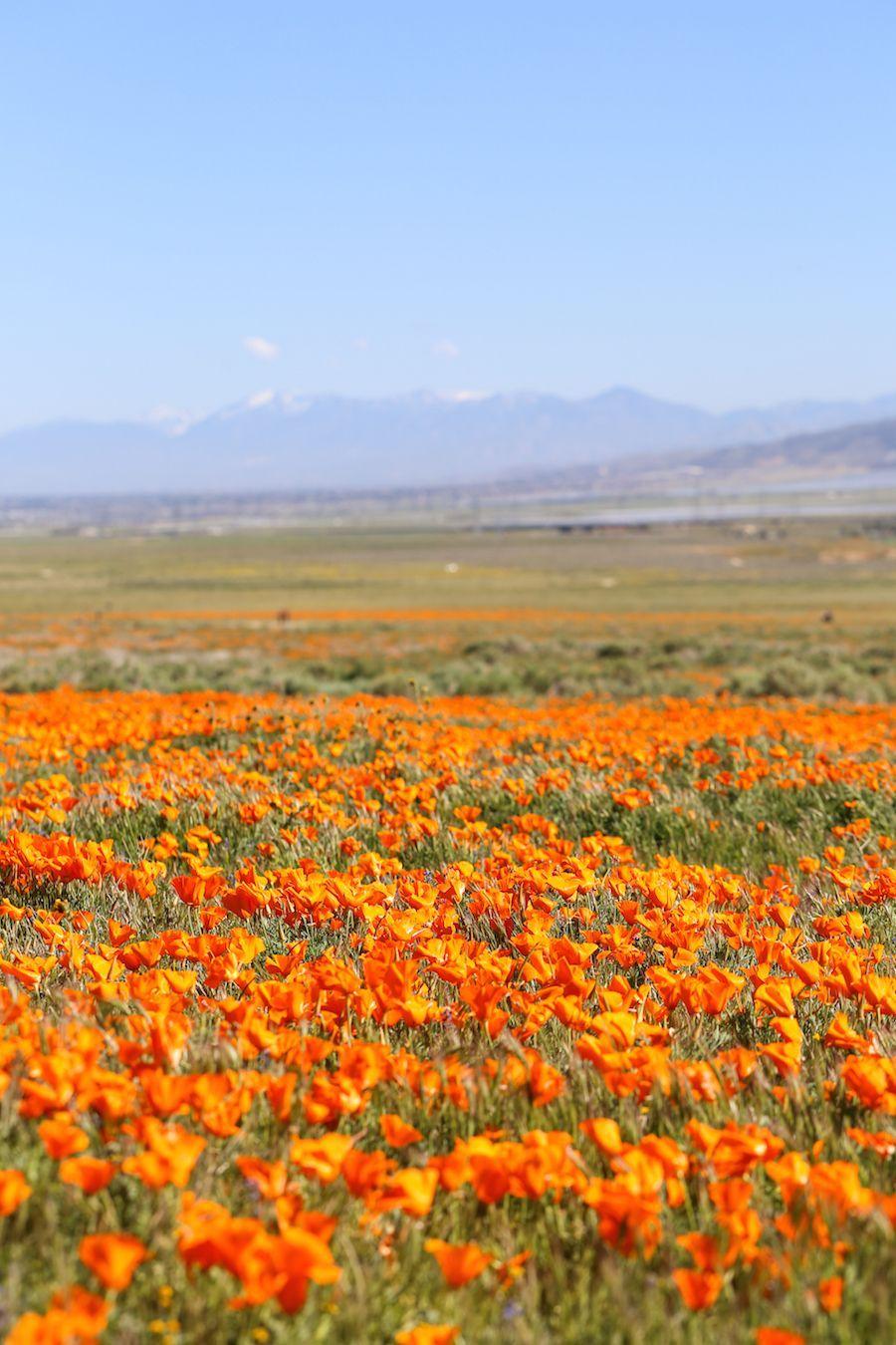 900x1350 California Poppy Fields // Salty Canary. Nature aesthetic, Poppy field, Flower aesthetic
