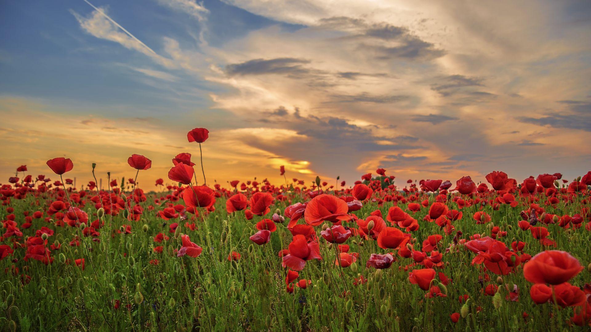 Poppy Field Wallpapers - Top Free Poppy Field Backgrounds - WallpaperAccess