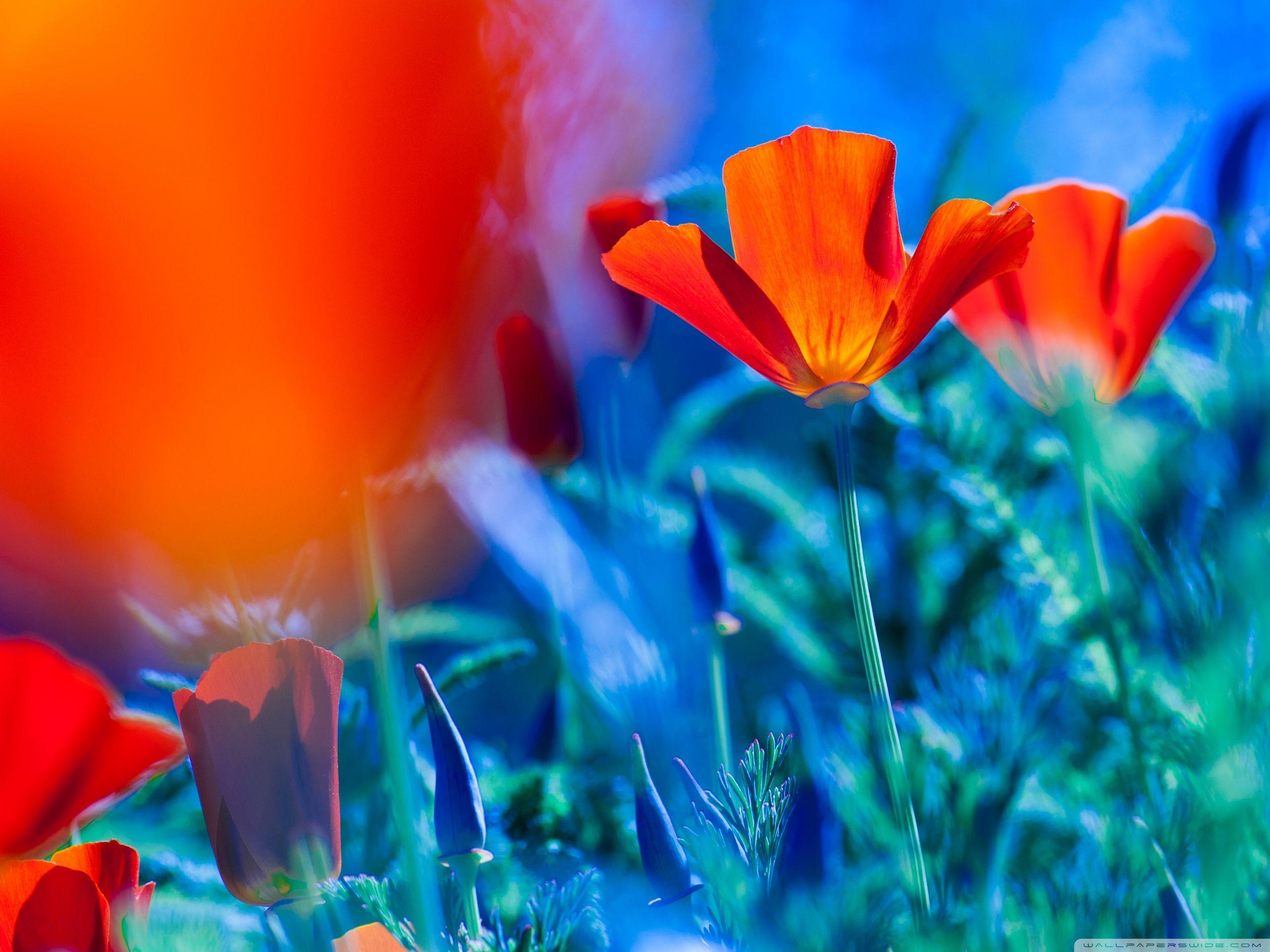 California Poppy Wallpapers - Top Free California Poppy Backgrounds