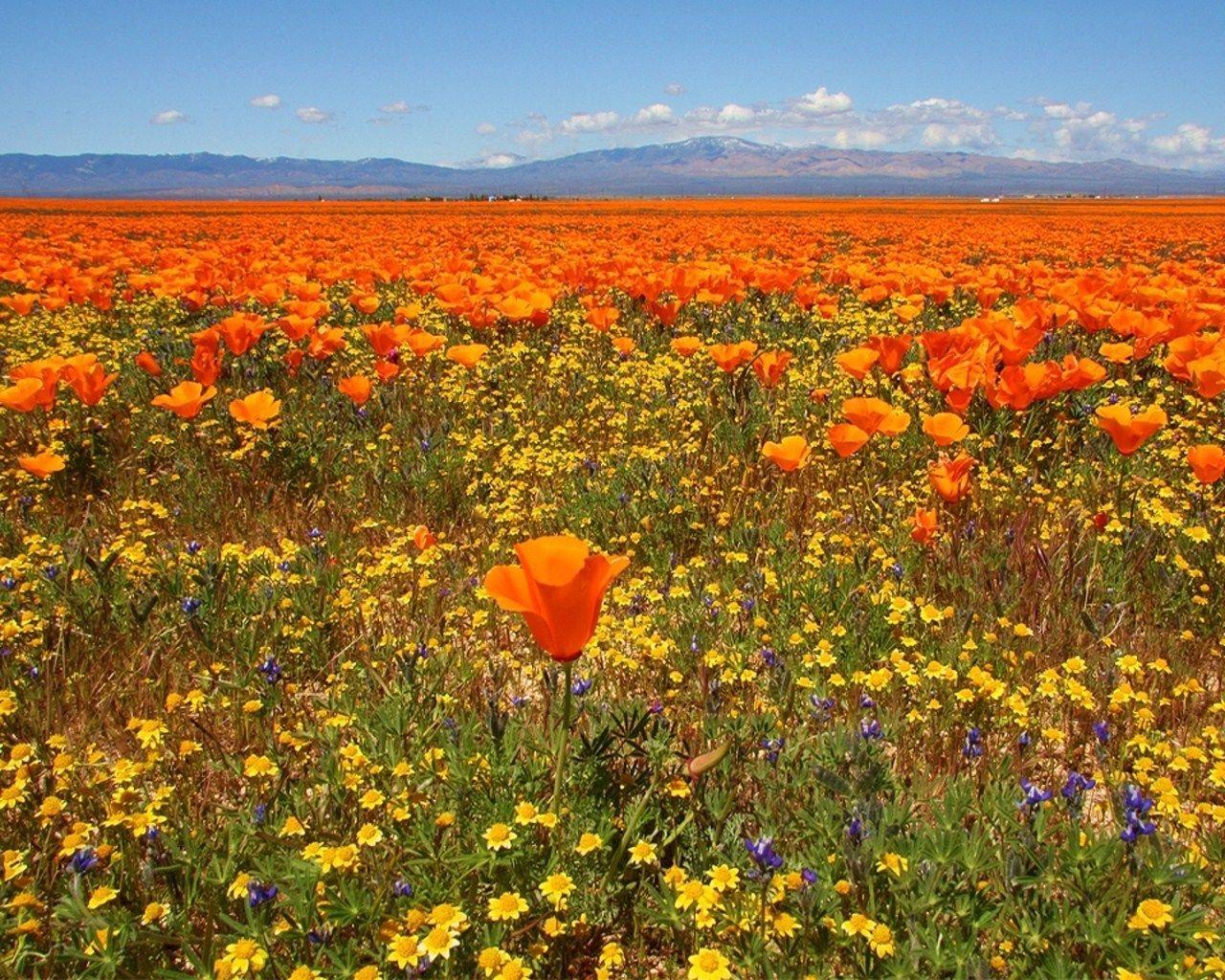 1280x1024 Poppy Desktop Wallpaper
