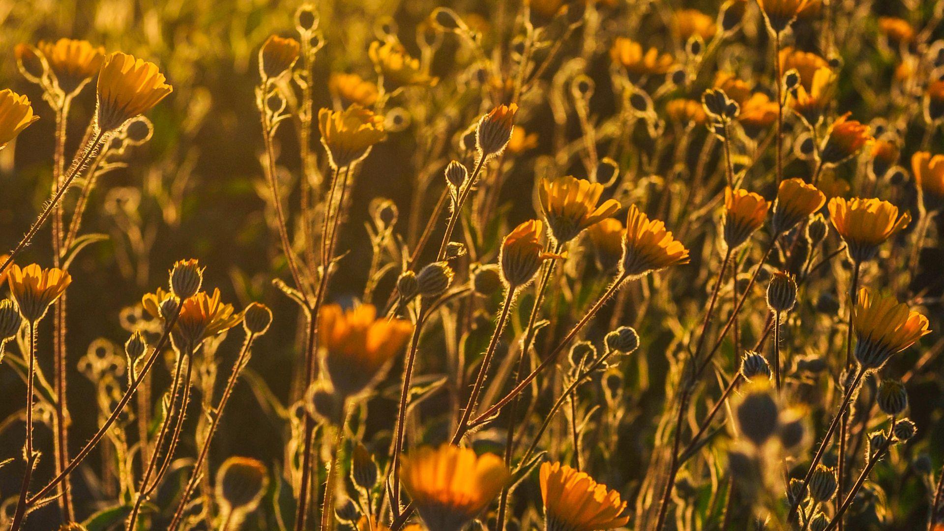 1920x1080 Poppy Fields At Sunset Wallpaper