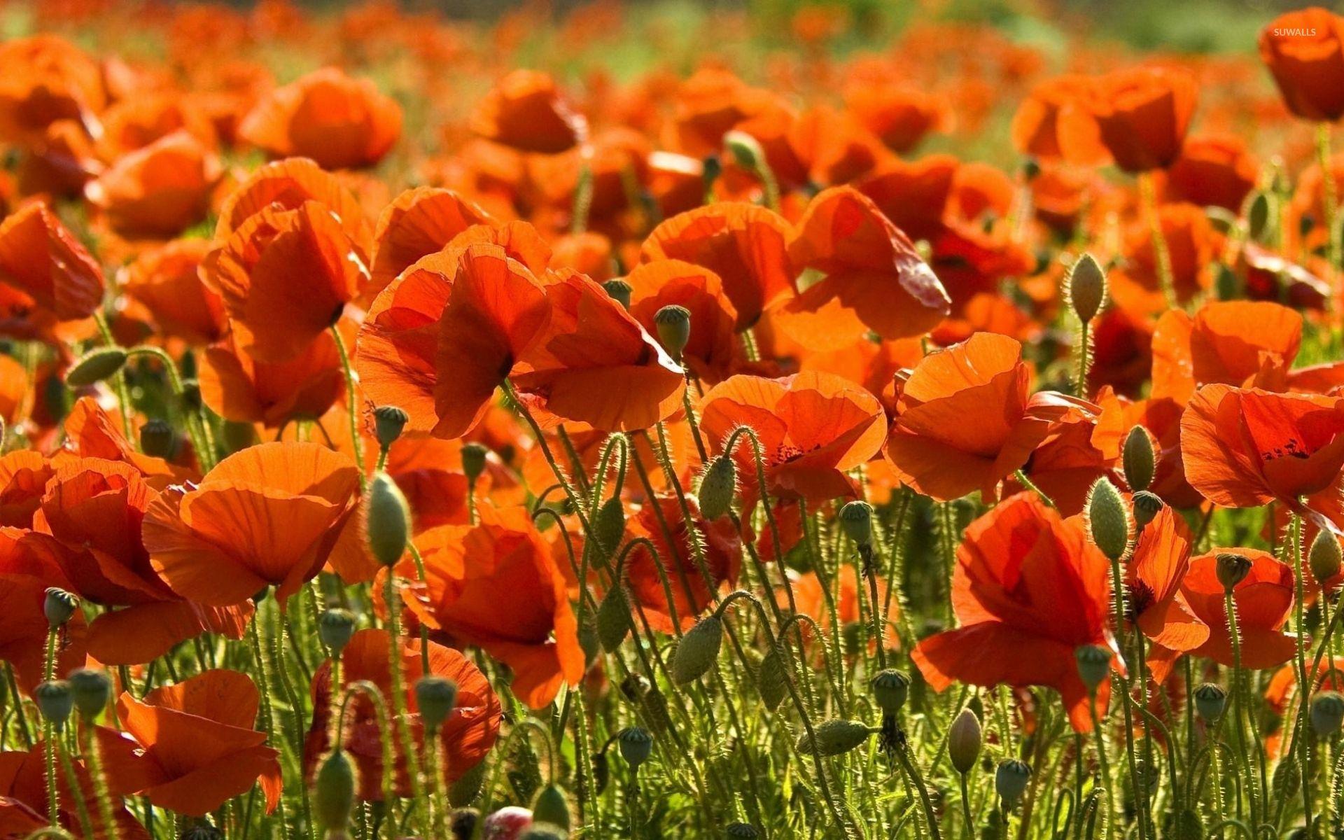 California Poppy Wallpapers - Top Free California Poppy Backgrounds