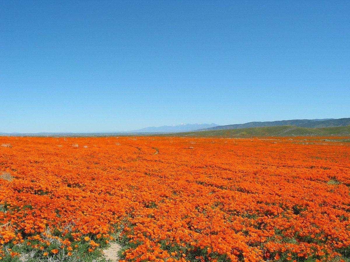 1200x900 Wildflowers In The Valley Wallpaper