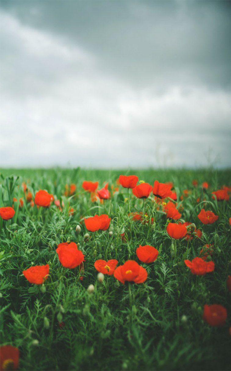 757x1214 Amazing field of poppies wild flowers Wallpaper