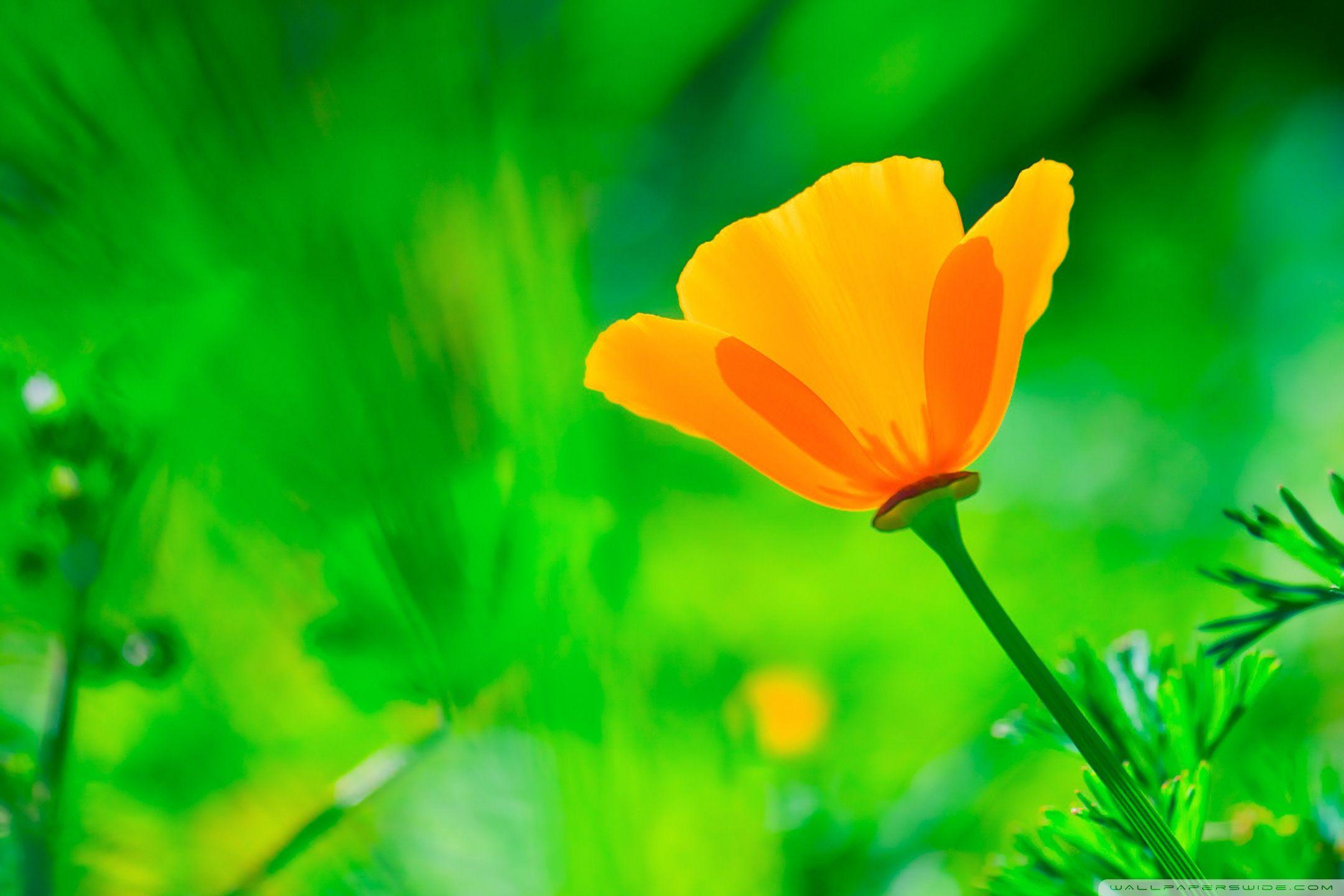 2160x1440 Download California Poppy, Green Background UltraHD Wallpaper
