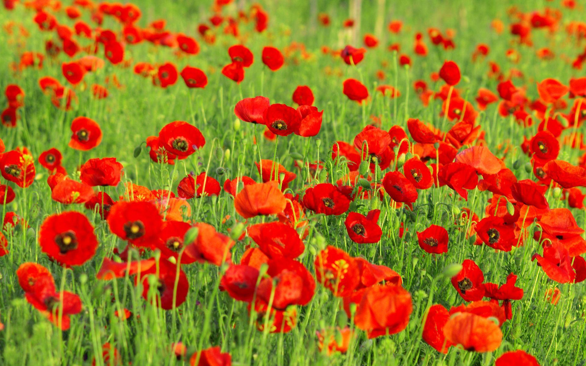 Poppy Field Wallpapers - Top Free Poppy Field Backgrounds - WallpaperAccess