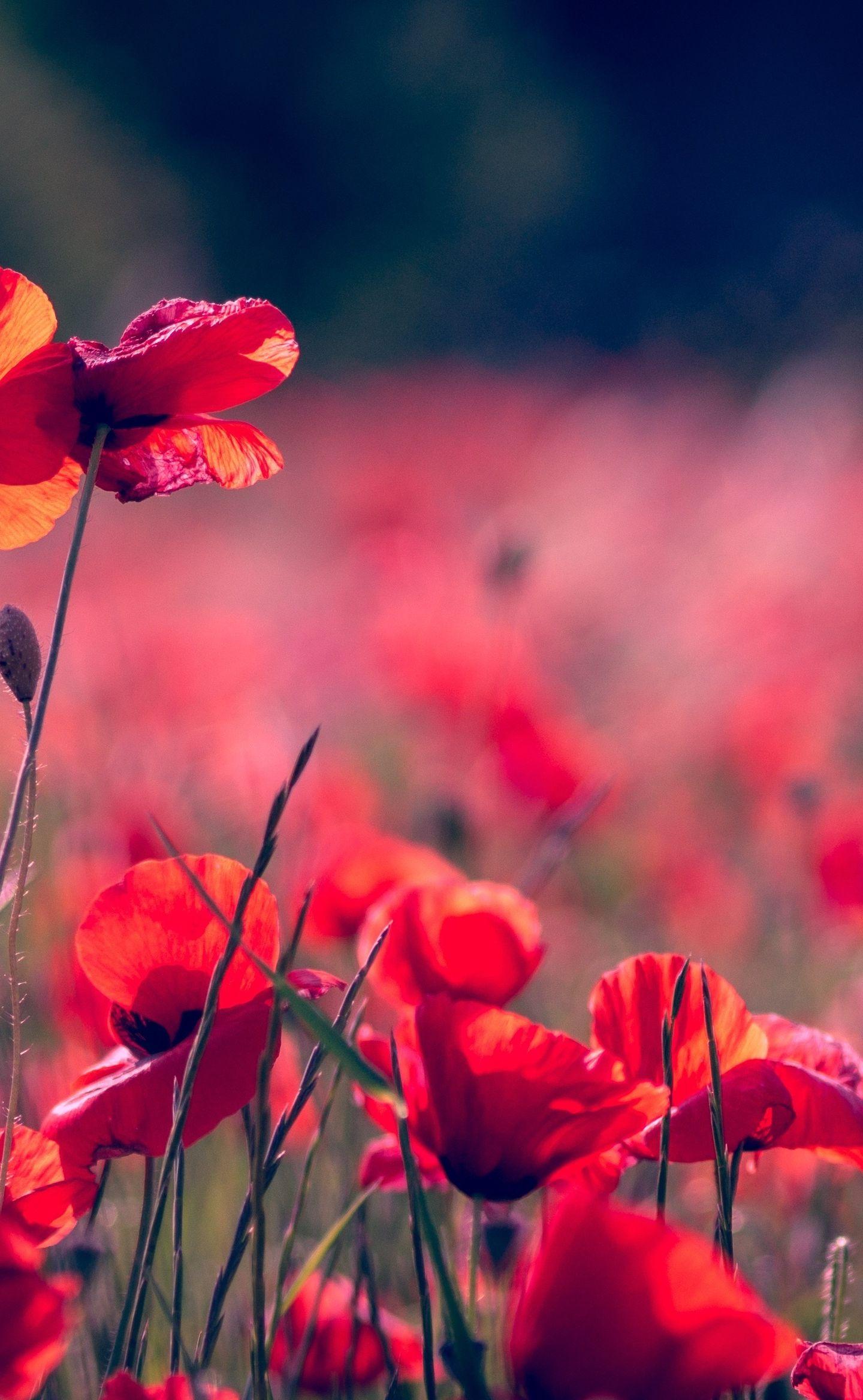 Poppy Field Wallpapers - Top Free Poppy Field Backgrounds - WallpaperAccess