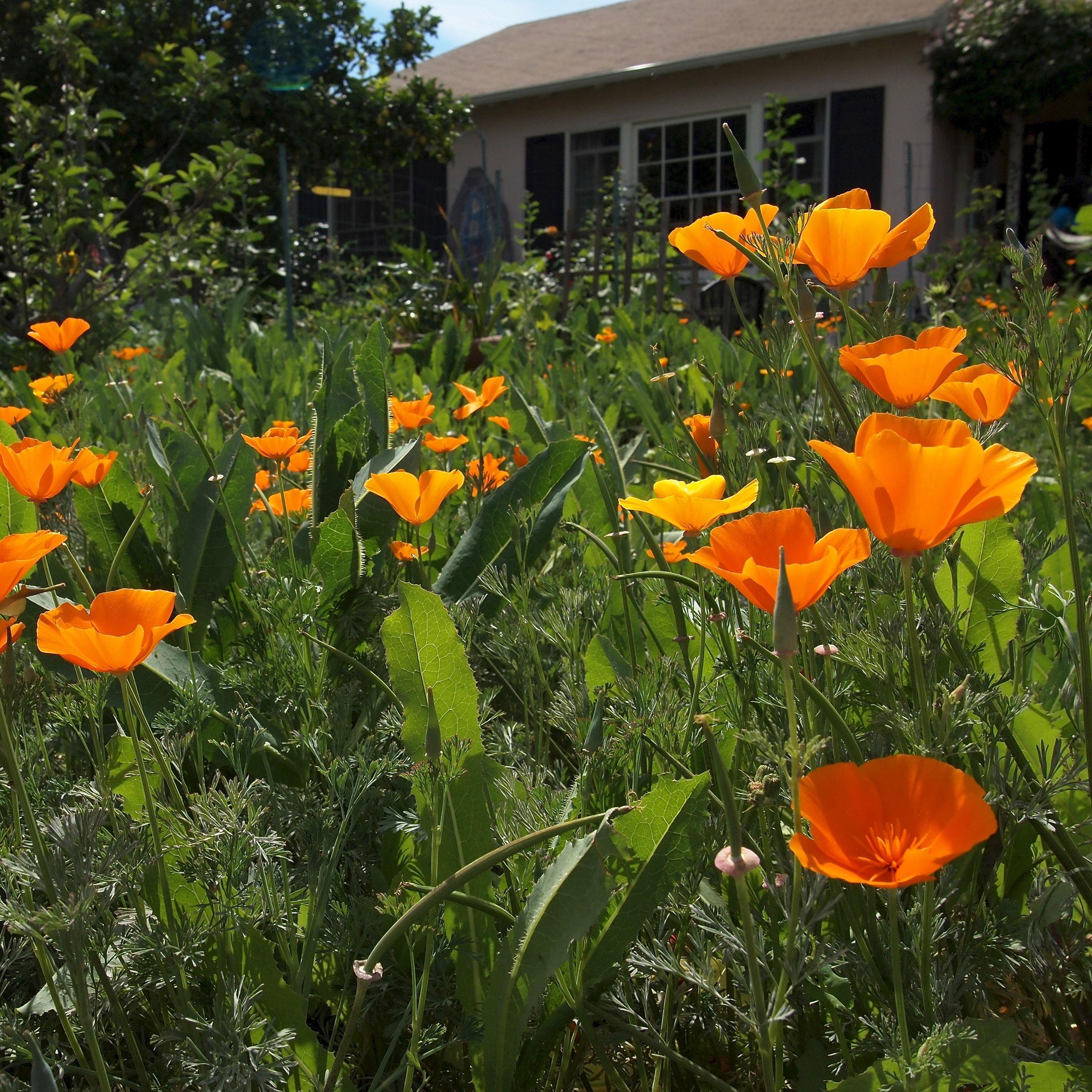 2662x2662 Free “California Poppies” Computer, Tablet and Smartphone Wallpaper and Products [Photography]. A Gardener's Notebook