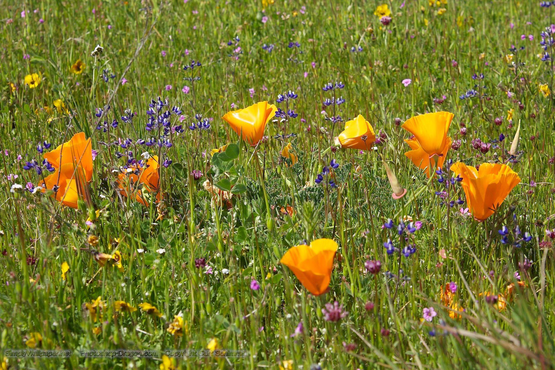 1920x1280 California Poppy Fields Background Wallpaper .