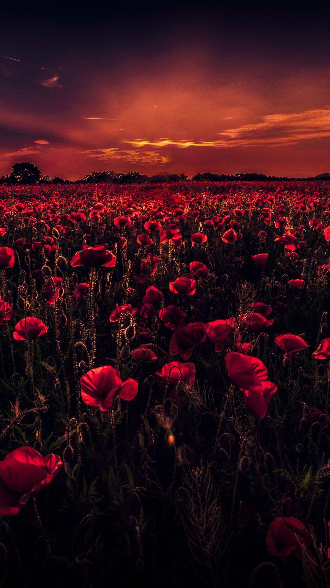 Poppy Field Wallpapers Top Free Poppy Field Backgrounds WallpaperAccess