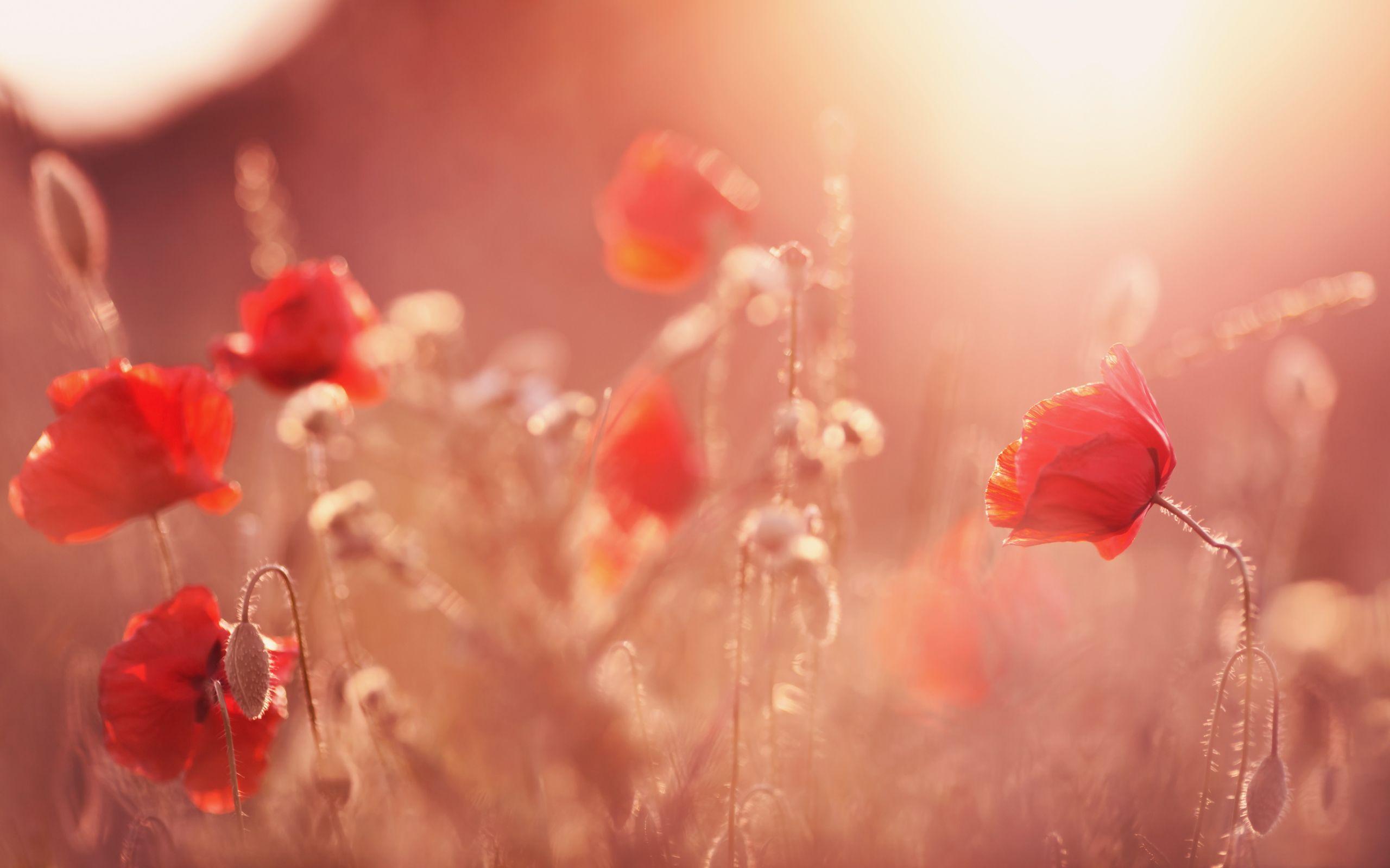 2560x1600 Daily Wallpaper: Sunset Poppy Field. I Like To Waste My Time