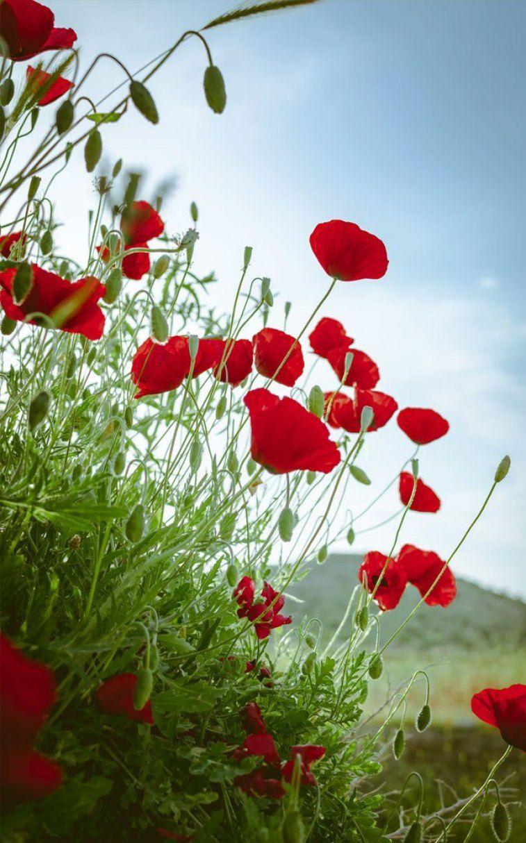 757x1214 Beautiful Poppy Field Wallpaper