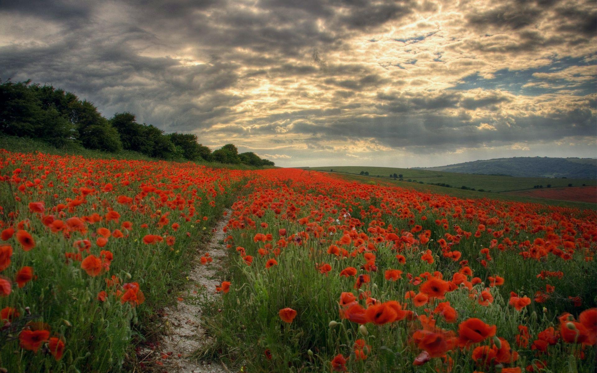 1920x1200 Field of Poppies Wallpaper