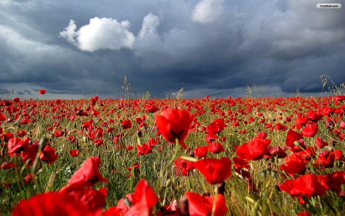 1440x900 Free download YouWall Poppy Field Wallpaper wallpaperwallpaperfree wallpaper [1440x900] for your Desktop, Mobile & Tablet. Explore Wallpaper Poppies. Poppy Flower Wallpaper, Blazing Poppies Wallpaper, Red Poppies Wallpaper
