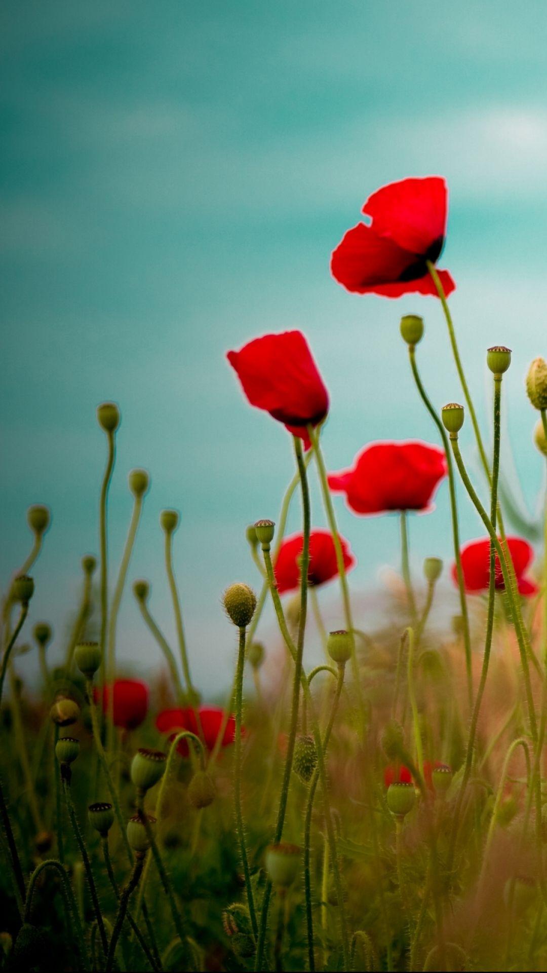 1080x1920 Poppies Wallpaper. Poppies Wallpaper, Poppies Daisies Wallpaper and Poppies Veterans Day Wallpaper