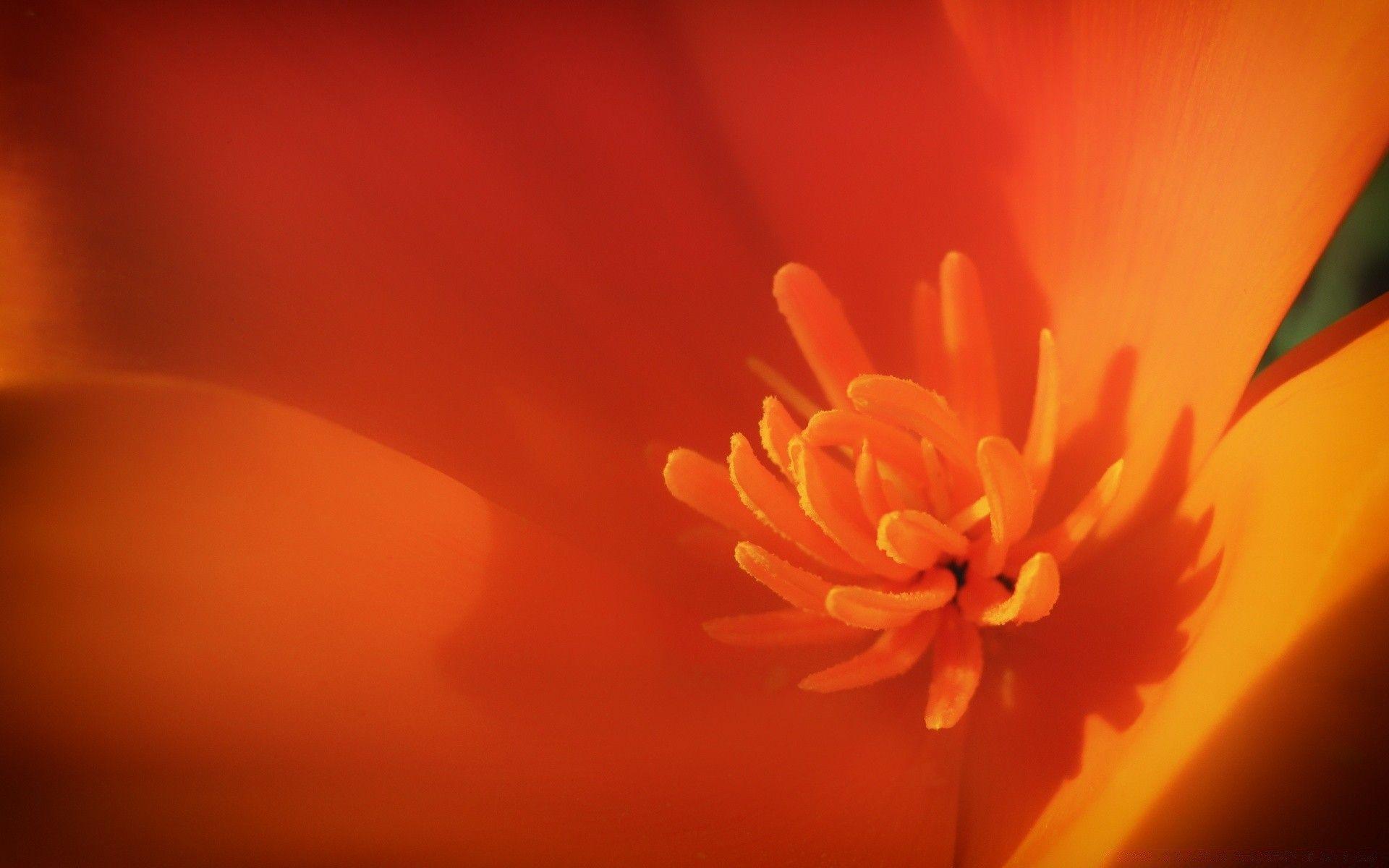 1920x1200 California Poppy