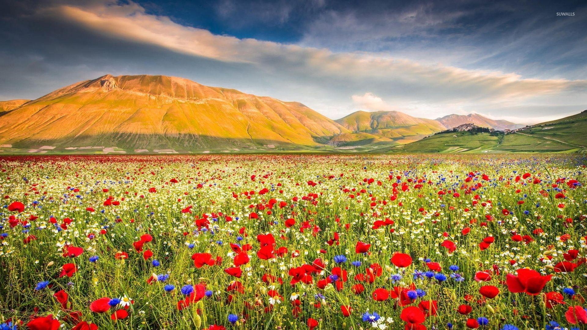 1920x1080 Poppy field near the rusty mountains wallpaper wallpaper