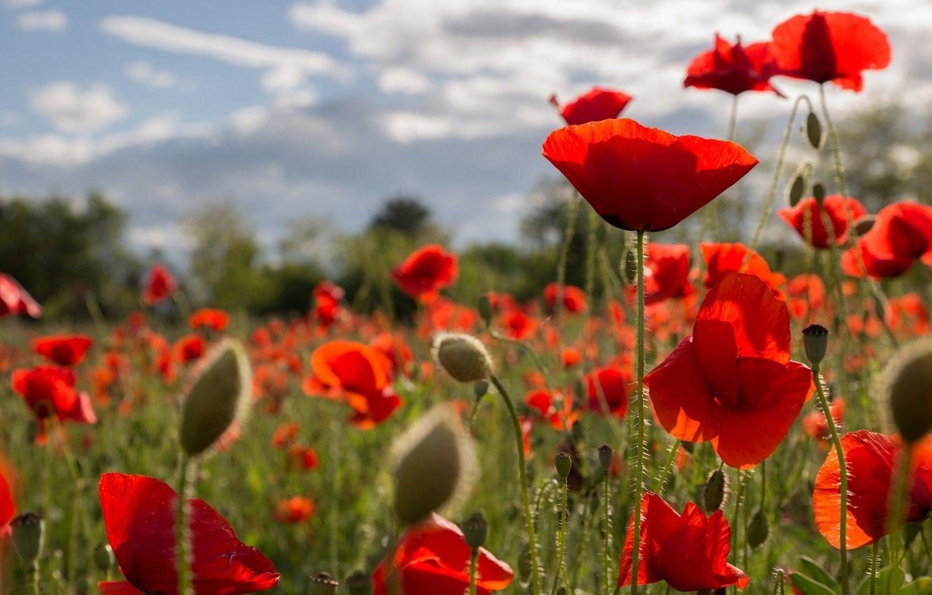 Poppy Field Wallpapers - Top Free Poppy Field Backgrounds - WallpaperAccess