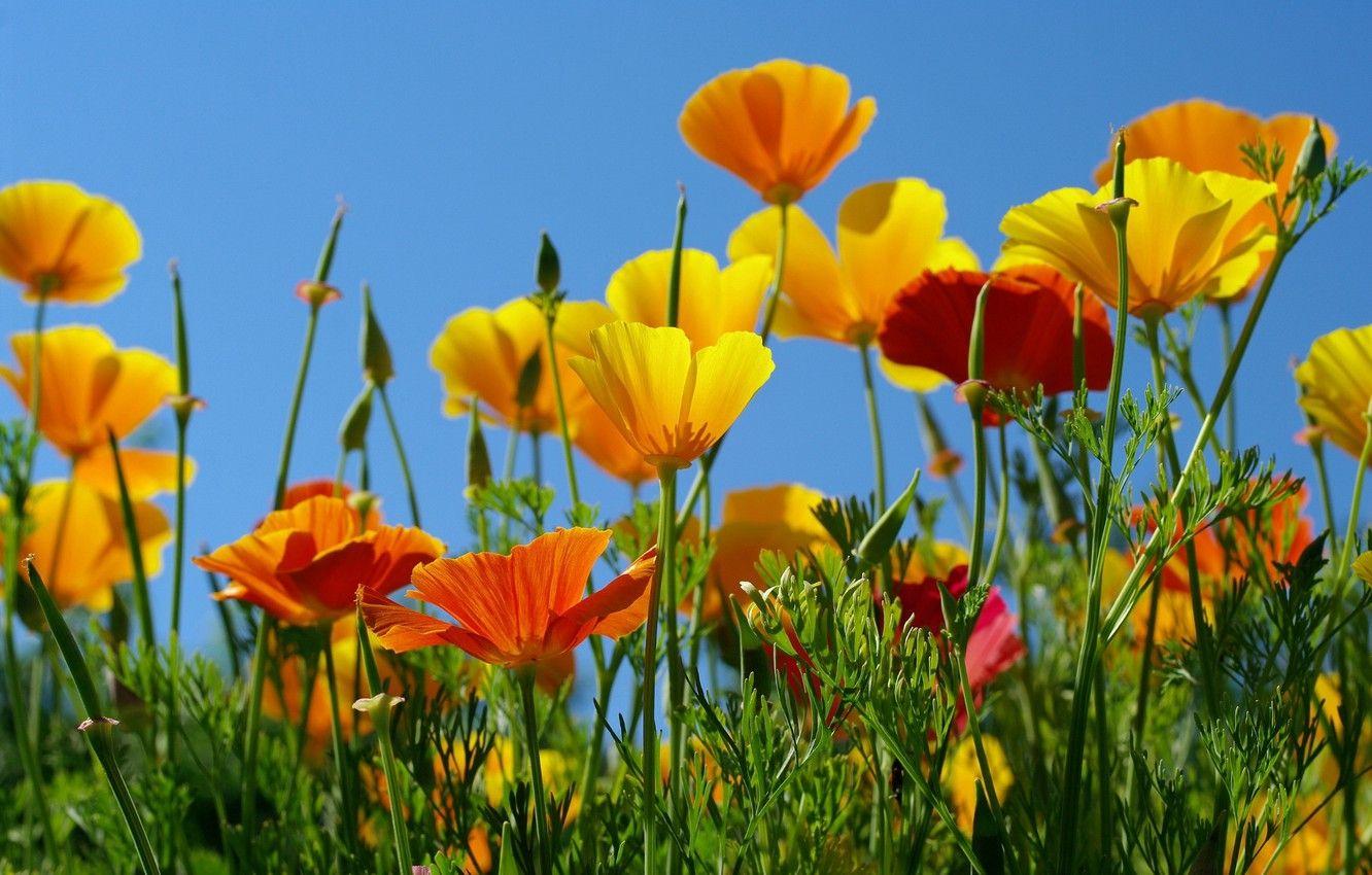 California Poppy Wallpapers - Top Free California Poppy Backgrounds ...