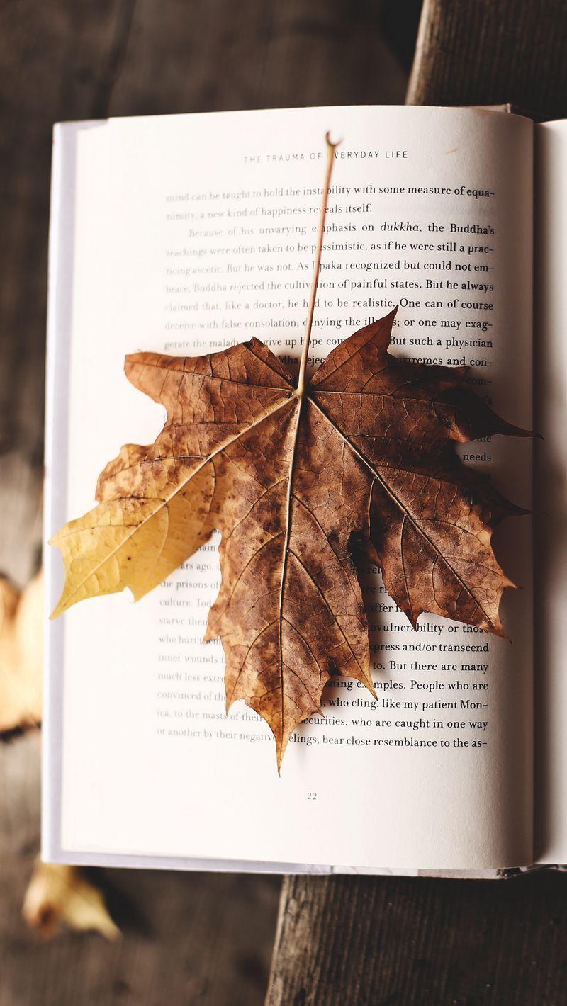800x1420 Autumn Book Wallpaper