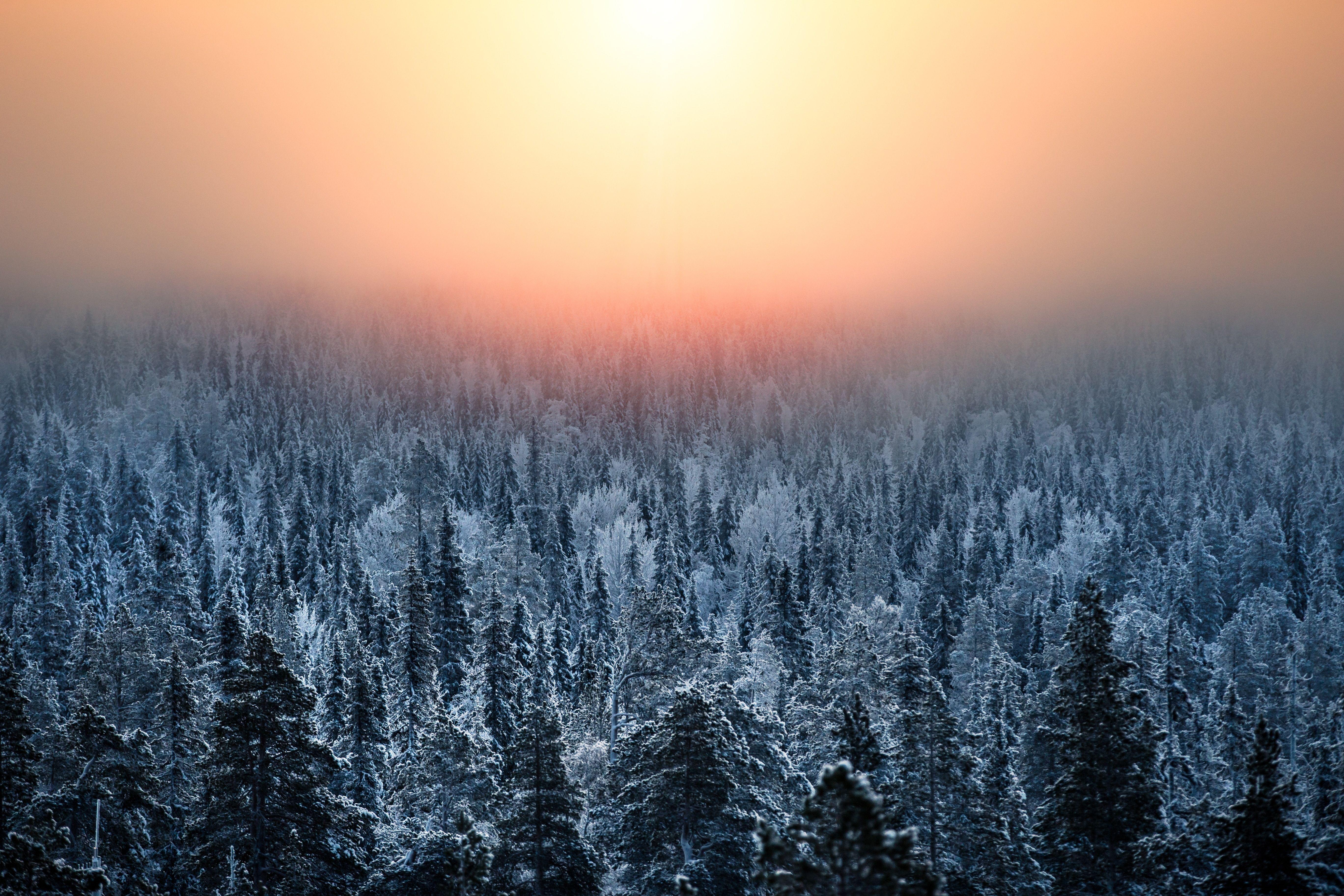 5472x3648 Download wallpaper 5472x3648 forest, sunset, haze, snow, winter, landscape HD background