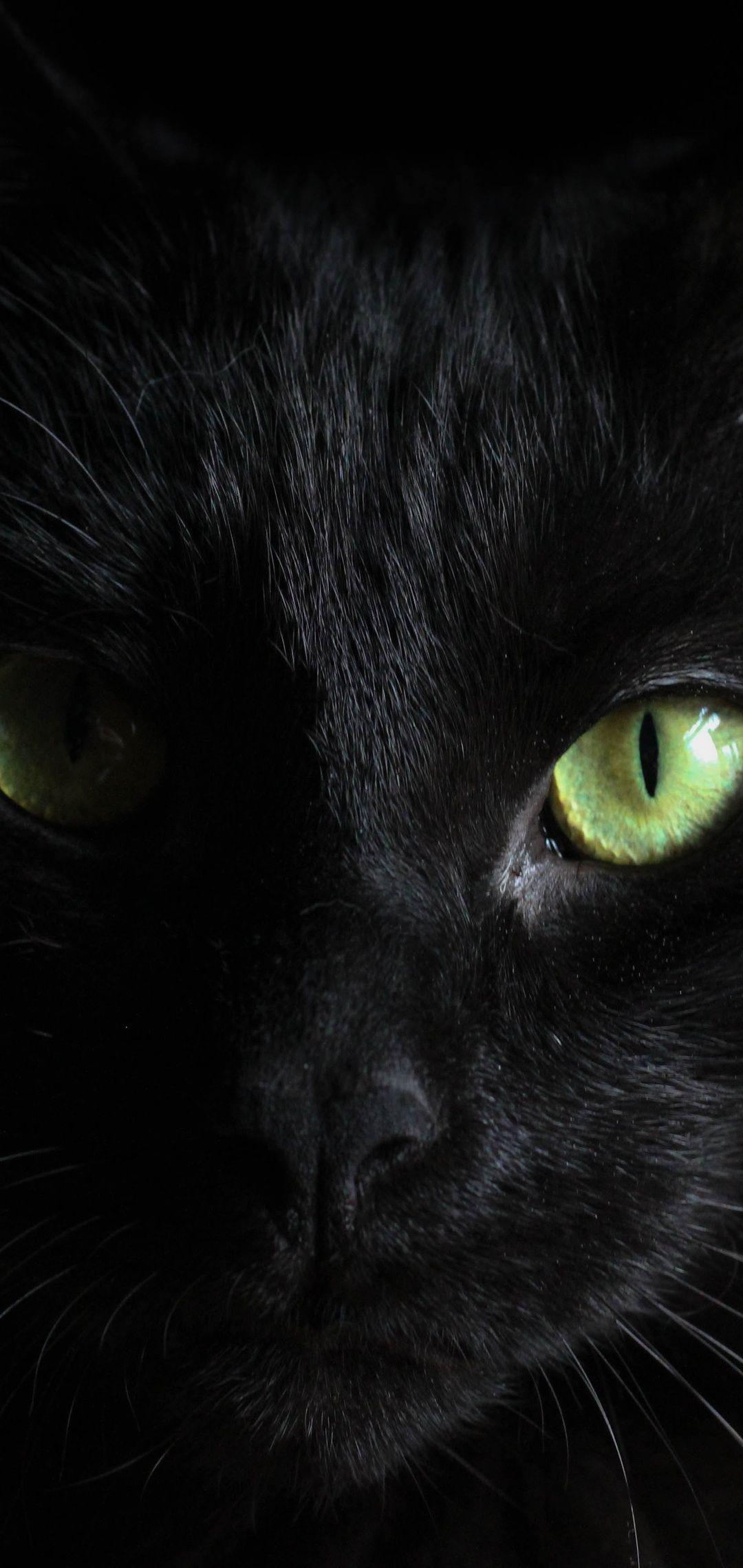 Black Cat Eyes Wallpapers - Top Free Black Cat Eyes Backgrounds ...