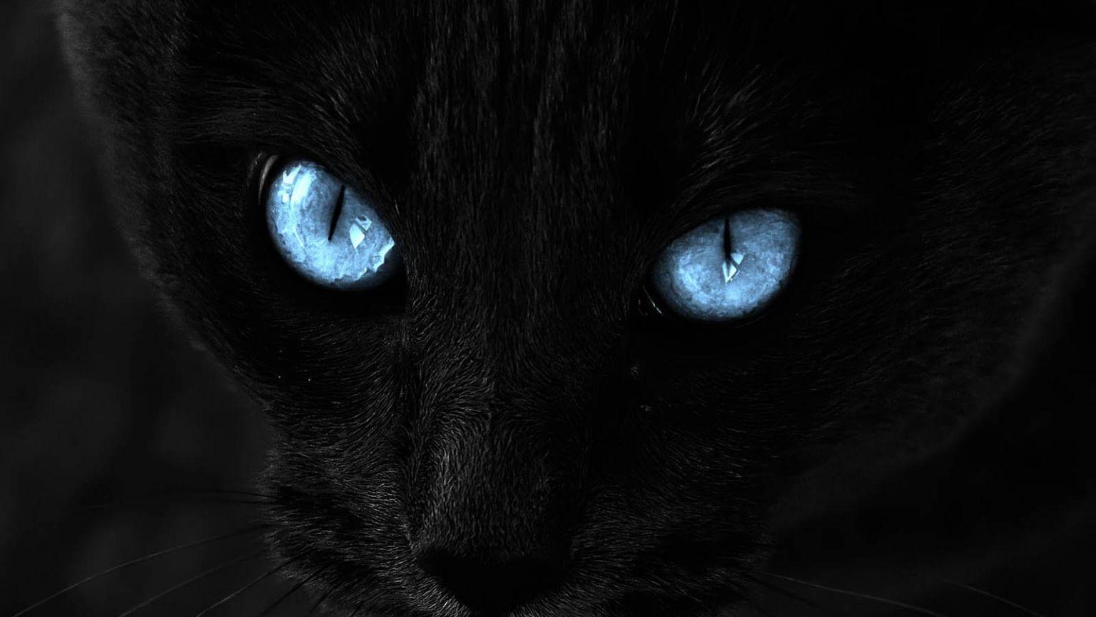 1536x864 Free download Black Cat Blue Eyes Wallpaper [1600x1200] for your Desktop, Mobile & Tablet. Explore Cat Eyes Wallpaper. Beautiful Eyes Wallpaper, Black Cat Eyes Wallpaper, Wallpaper Good for Eyes