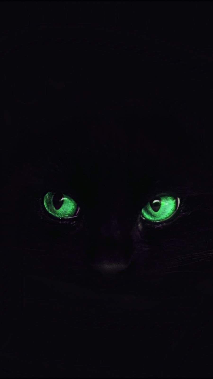 Black Cat iPhone HD Wallpapers Top Free Black Cat iPhone HD