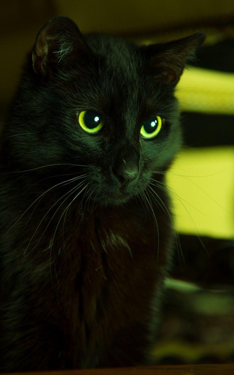 Black Cat Green Eyes Wallpapers - Top Free Black Cat Green Eyes Backgrounds - WallpaperAccess