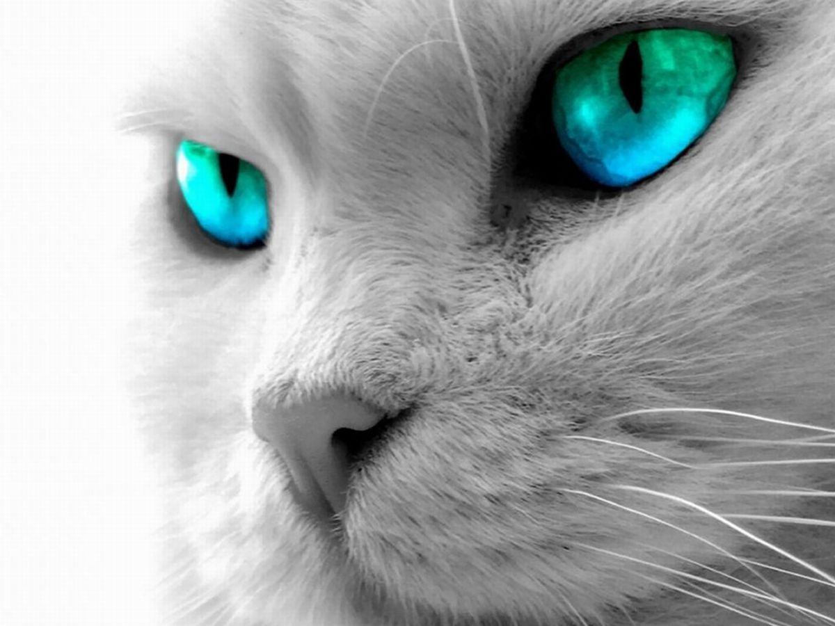 1200x900 Black Kittens With Green Eyes Wallpaper