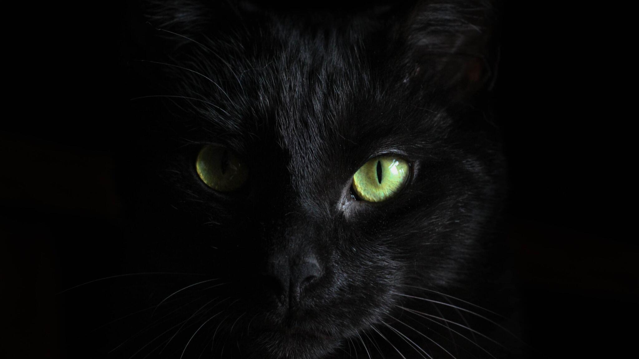 2048x1152 Black Cat Green Eyes 2048x1152 Resolution HD 4k Wallpaper, Image, Background, Photo and Picture
