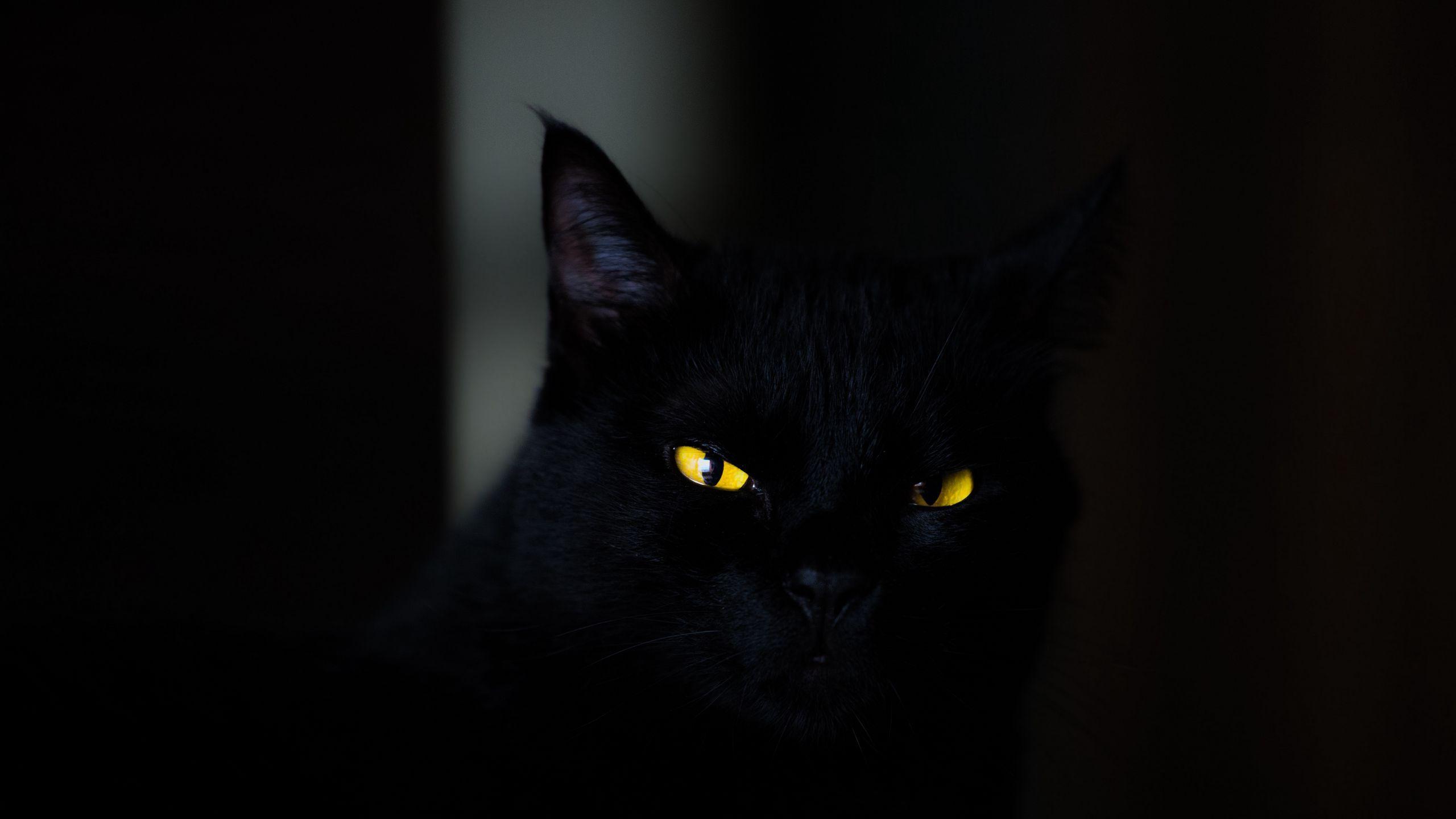 2560x1440 Download wallpaper 2560x1440 cat, eyes, black widescreen 16:9 HD background