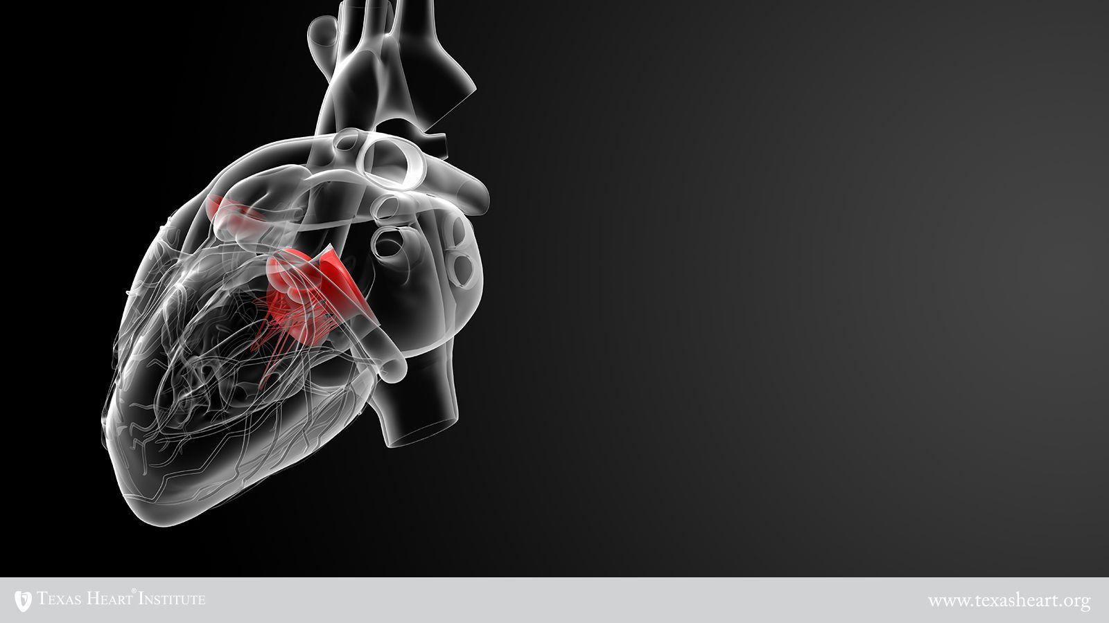 1600x900 Heart Health and Disease