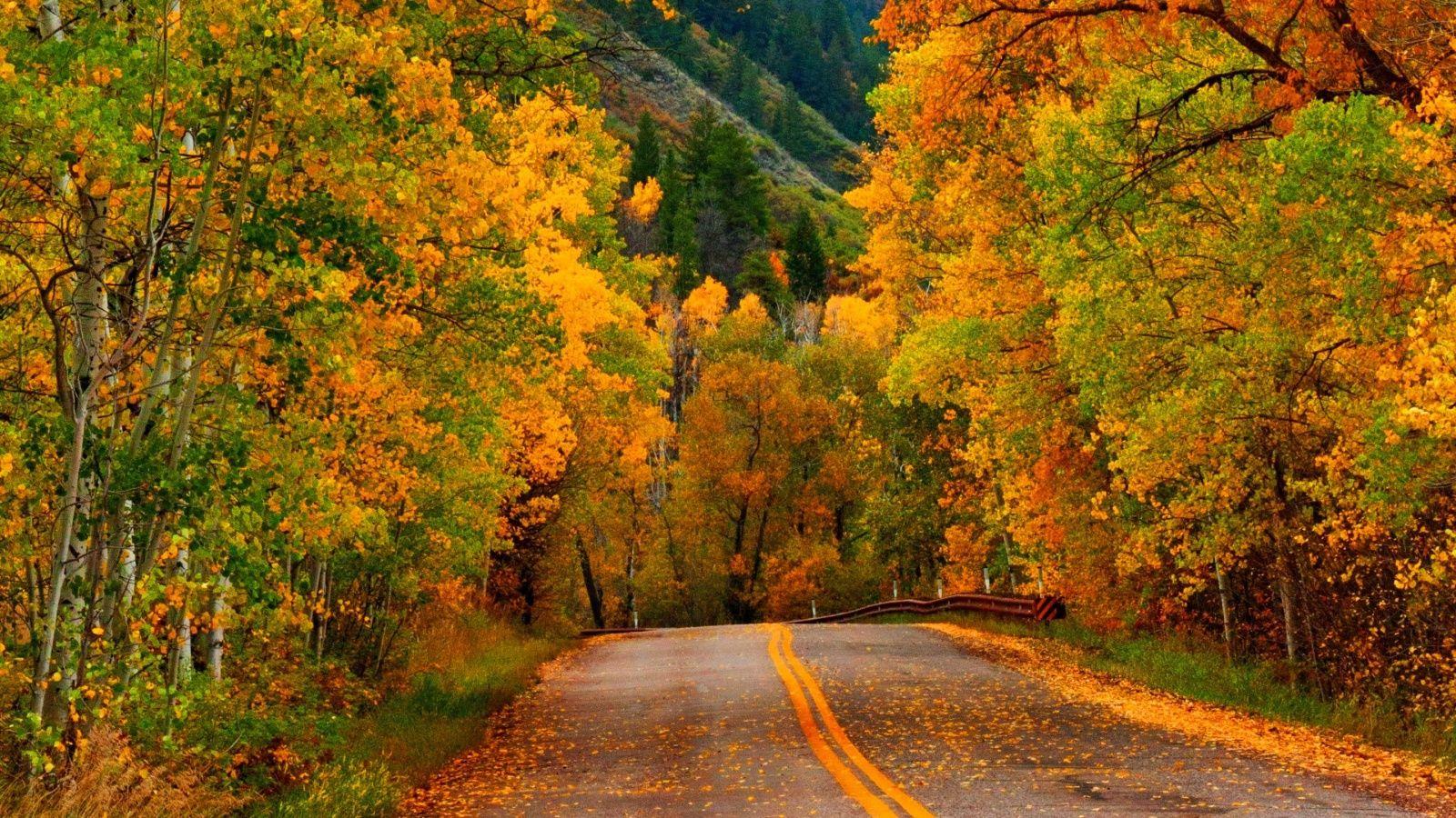 1600x900 Nature Autumn Forest Park Road Wallpaper