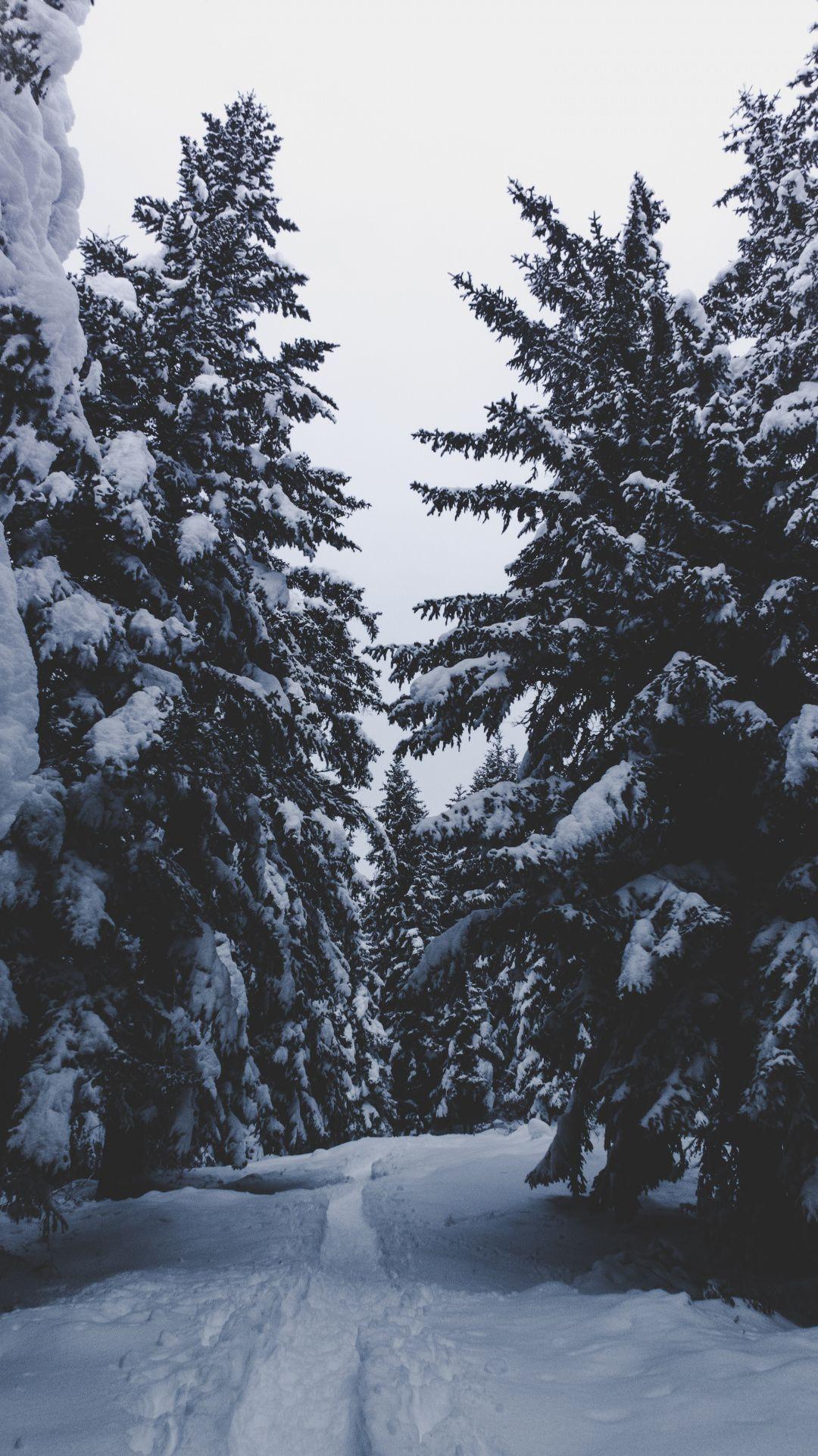 1080x1920 Wallpaper winter, leaf, plant, skiing, forest. Winter wallpaper, Winter wallpaper hd, iPhone wallpaper winter